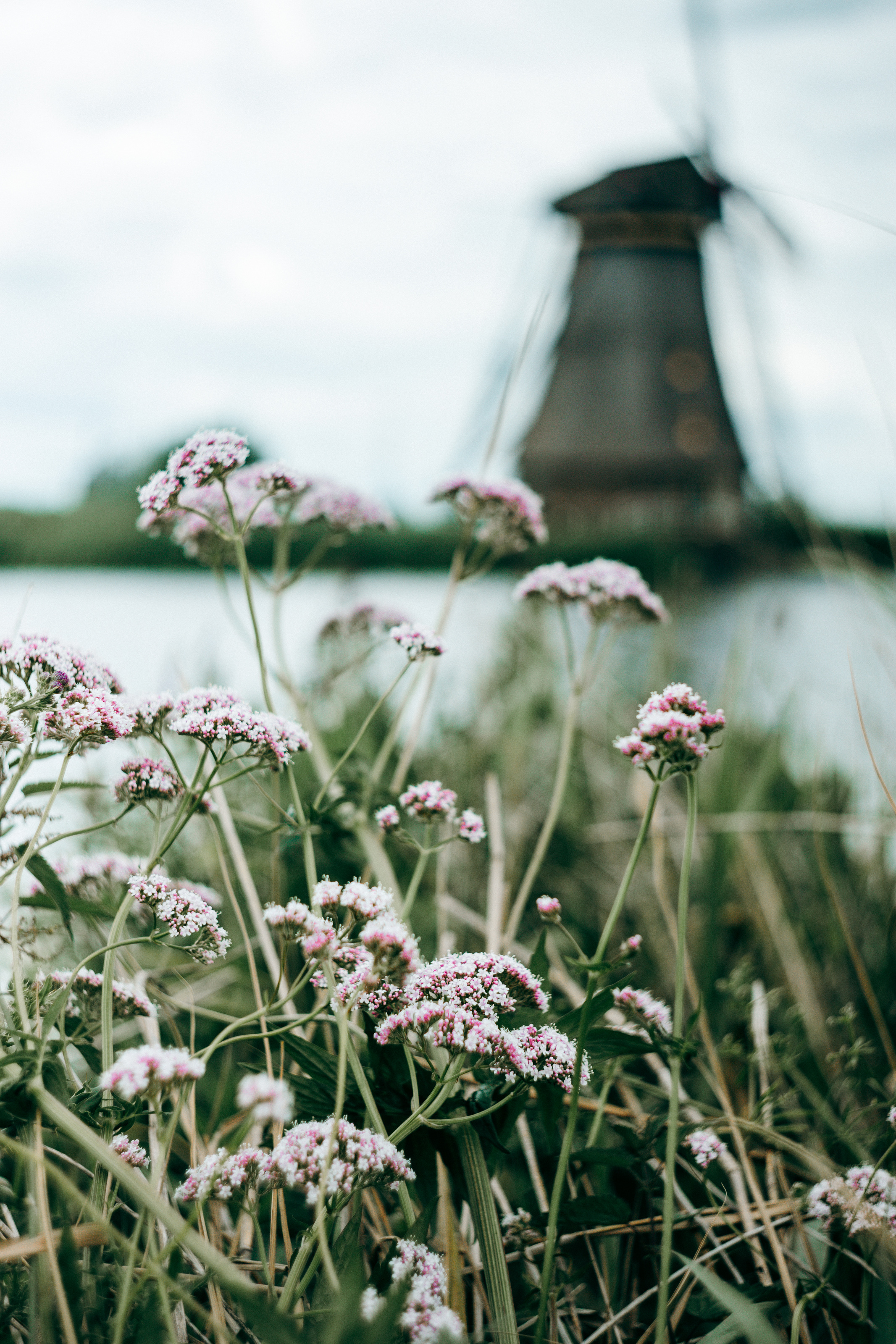 Blühende Pflanzen vor einer Windmühle in Kinderdijk
