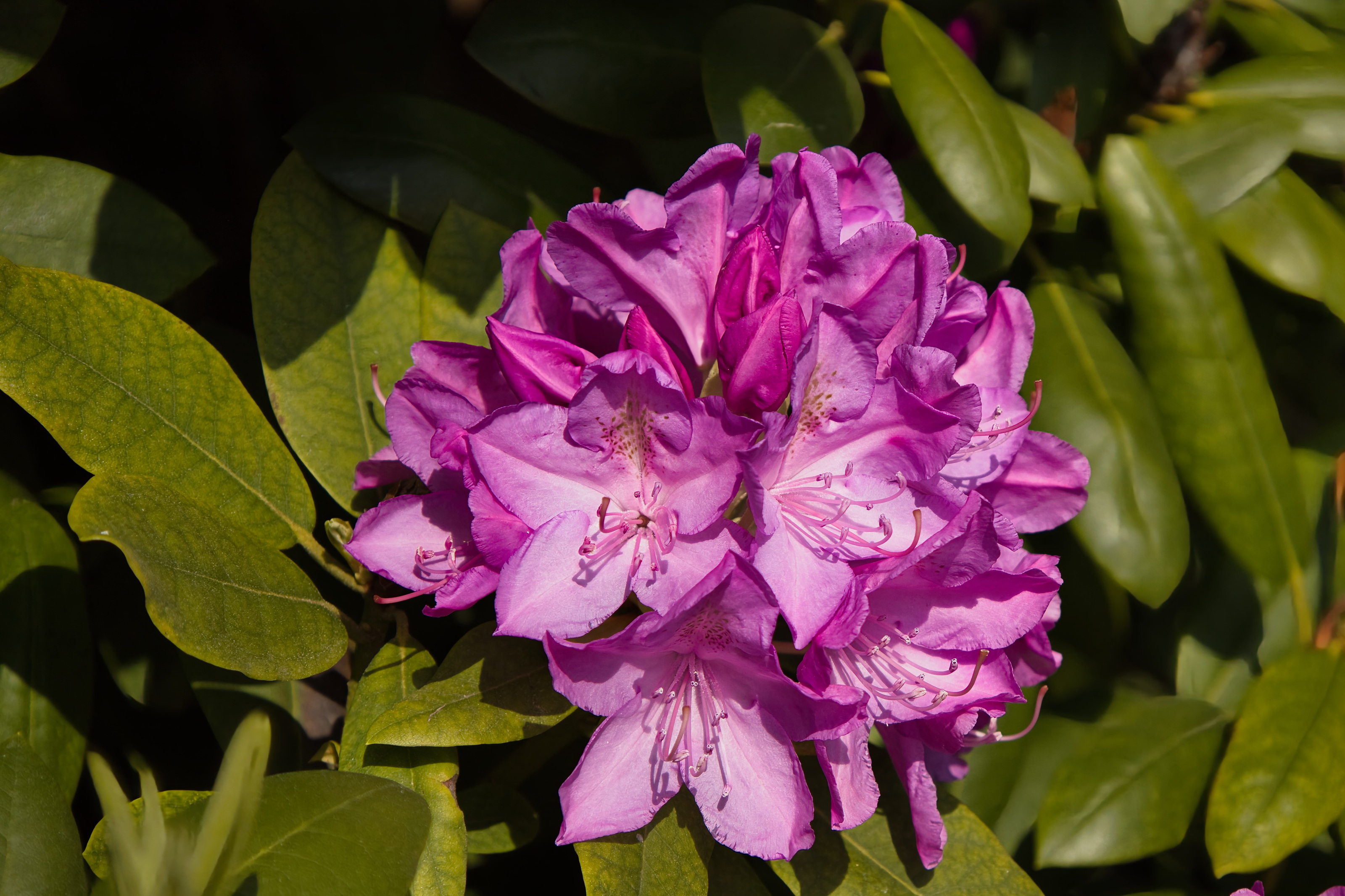 Violette Rhododendronblüten im Rombergpark vor dunkelgrünem Hintergrund