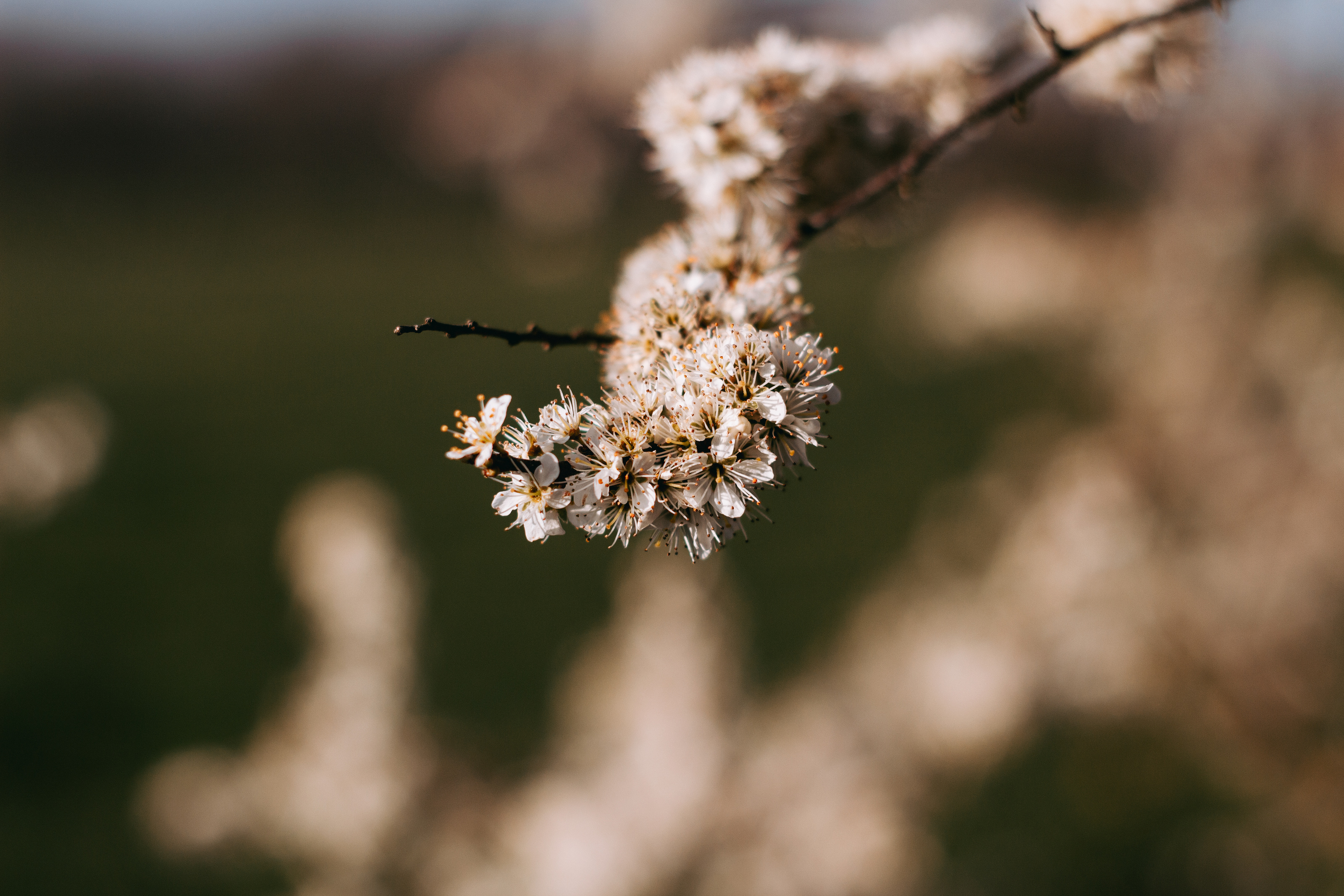 Weiße Blüten am Zweig vor unscharfem Waldgrün
