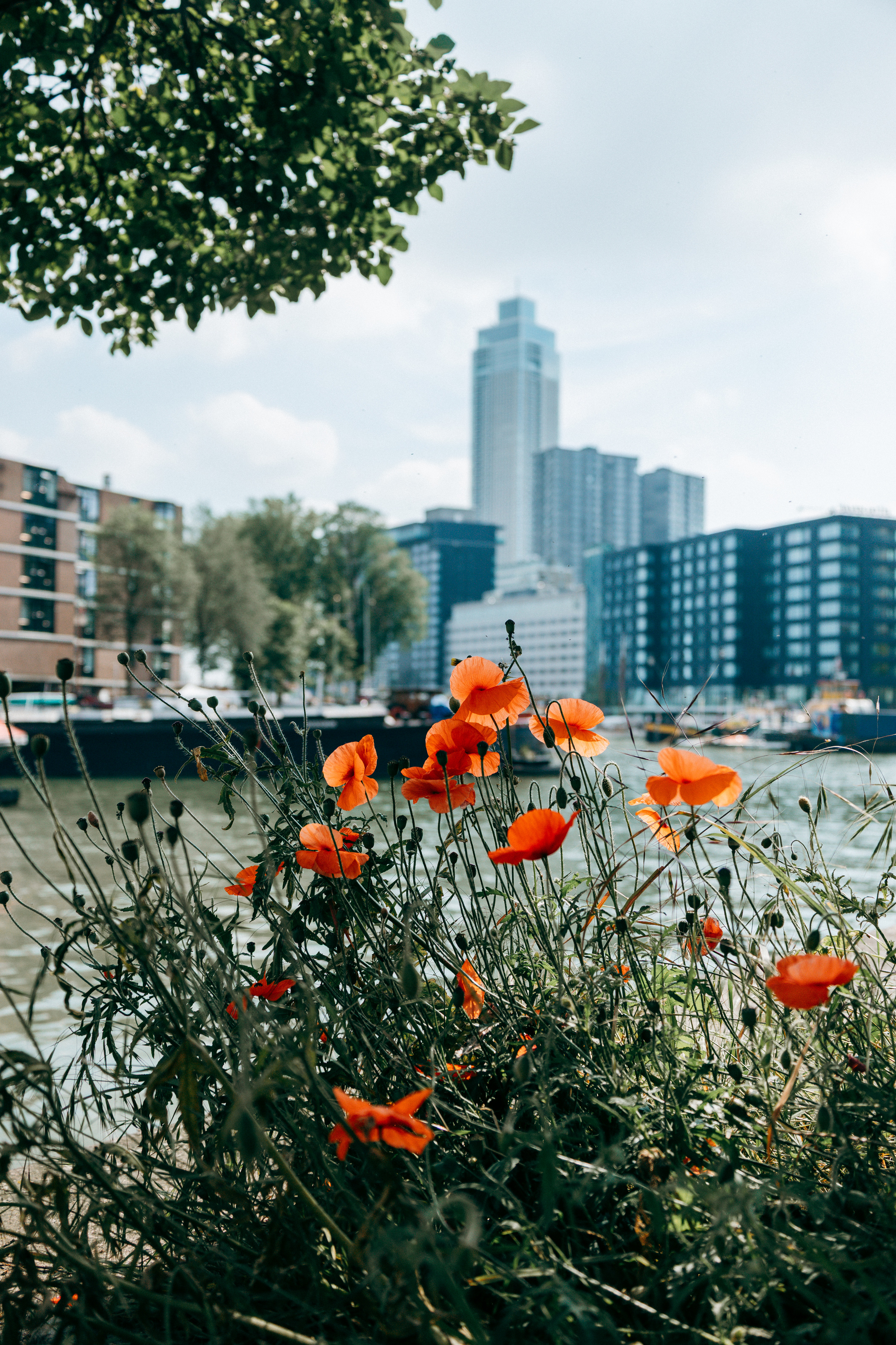 Mohnblumen im warmen Licht