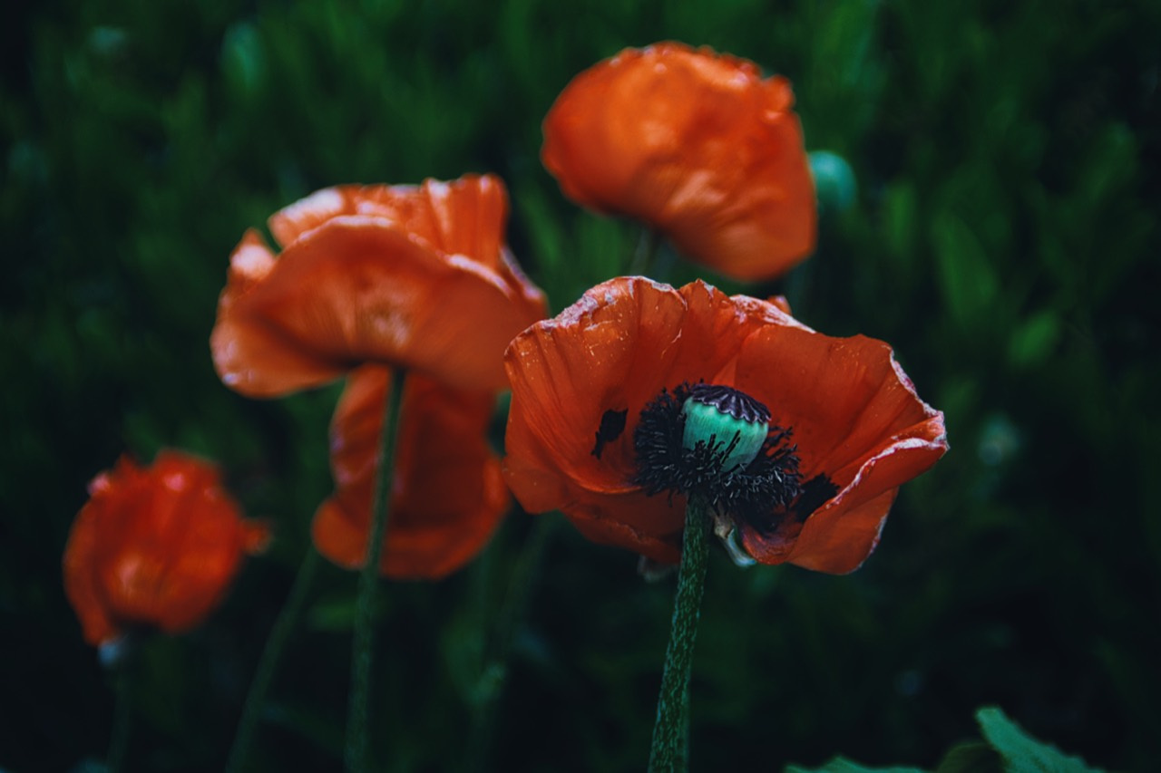 Echte Fotografie eines roten Mohns