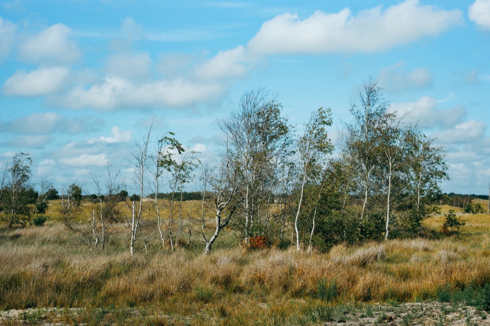 Birken zwischen Sand und Dünenvegetation im Burgh-Haamstede Bos