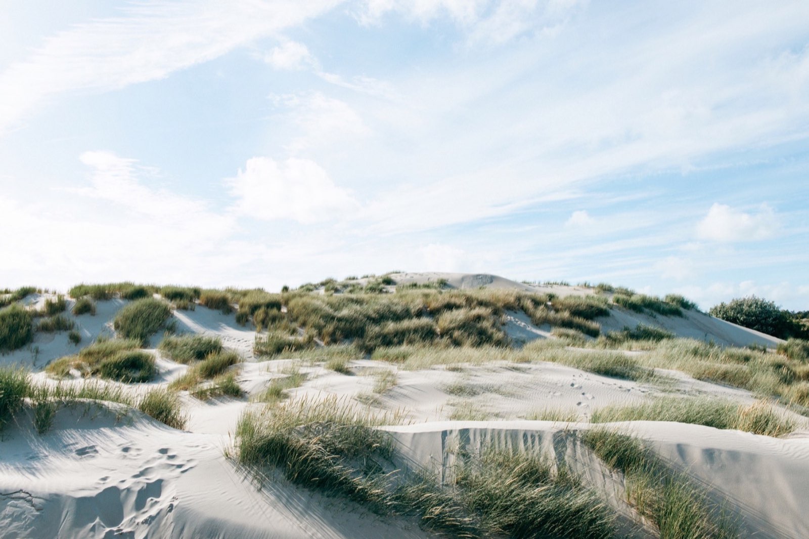 Dünen mit Strandhafer im Burgh-Haamstede Bos
