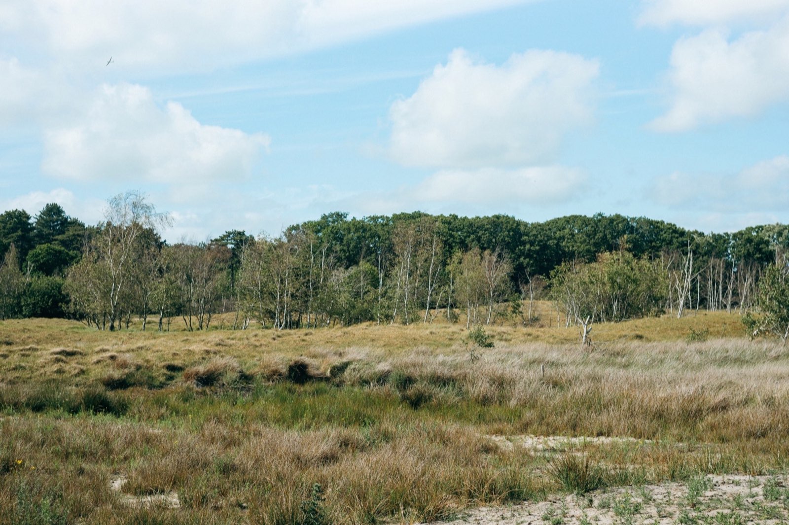 Dünenheide und niedrige Vegetation im Burgh-Haamstede Bos