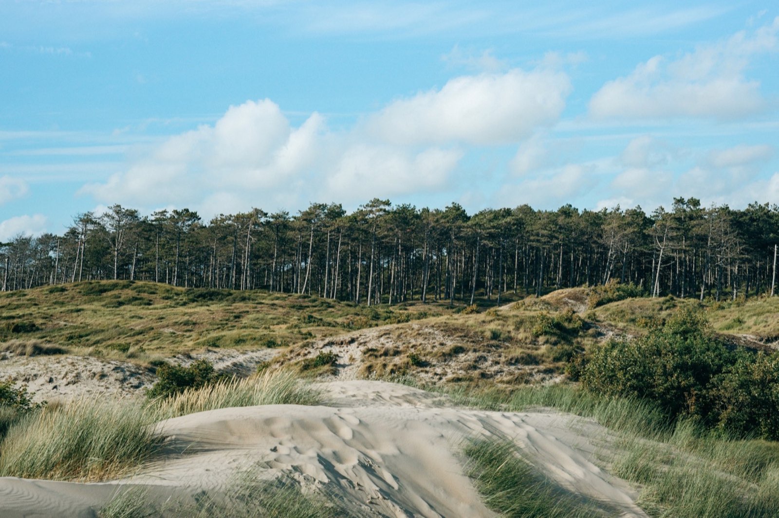 Kiefernwald und offene Dünenlandschaft in Burgh-Haamstede