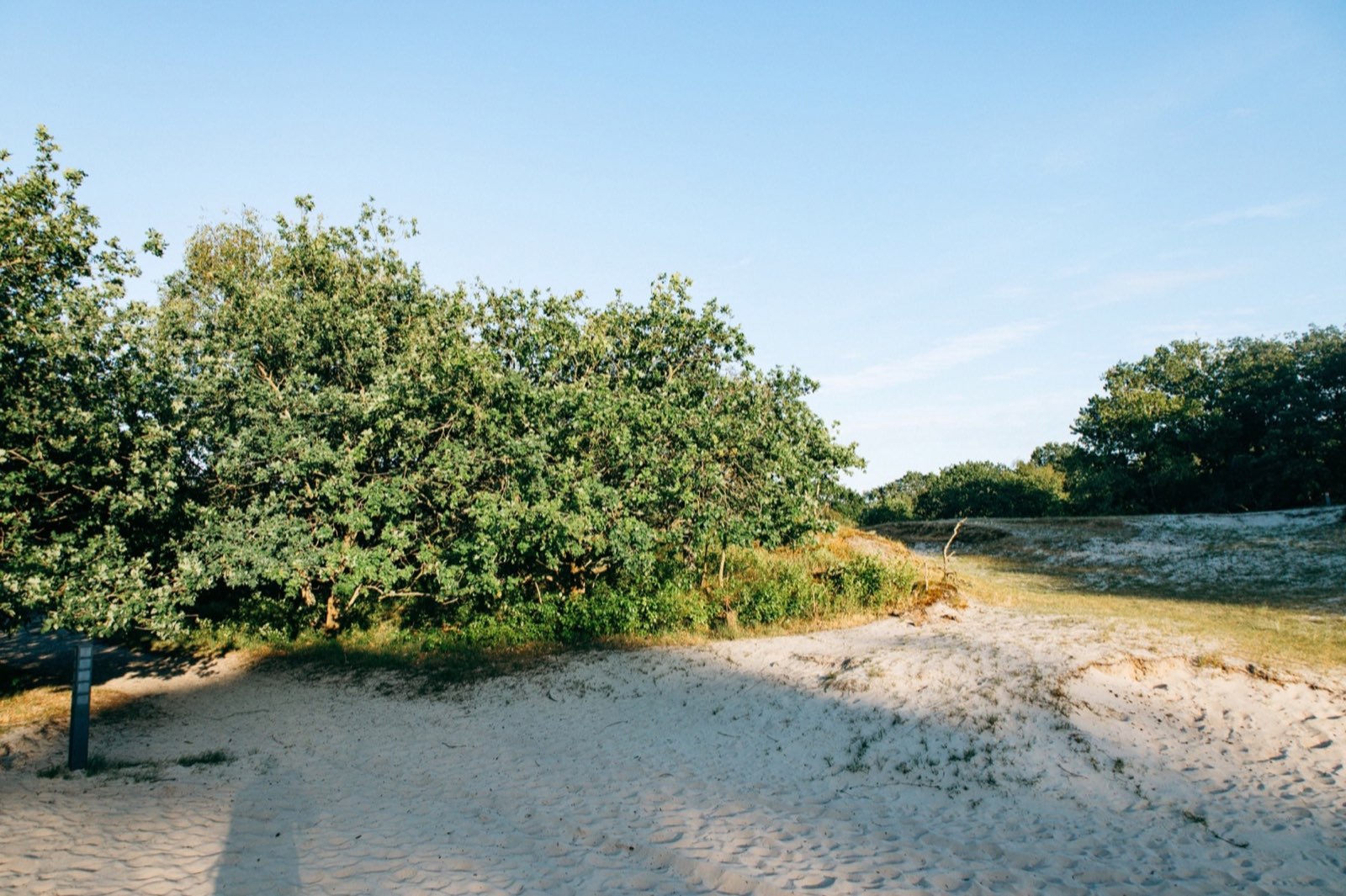 Sträucher am Rand der Dünenlandschaft