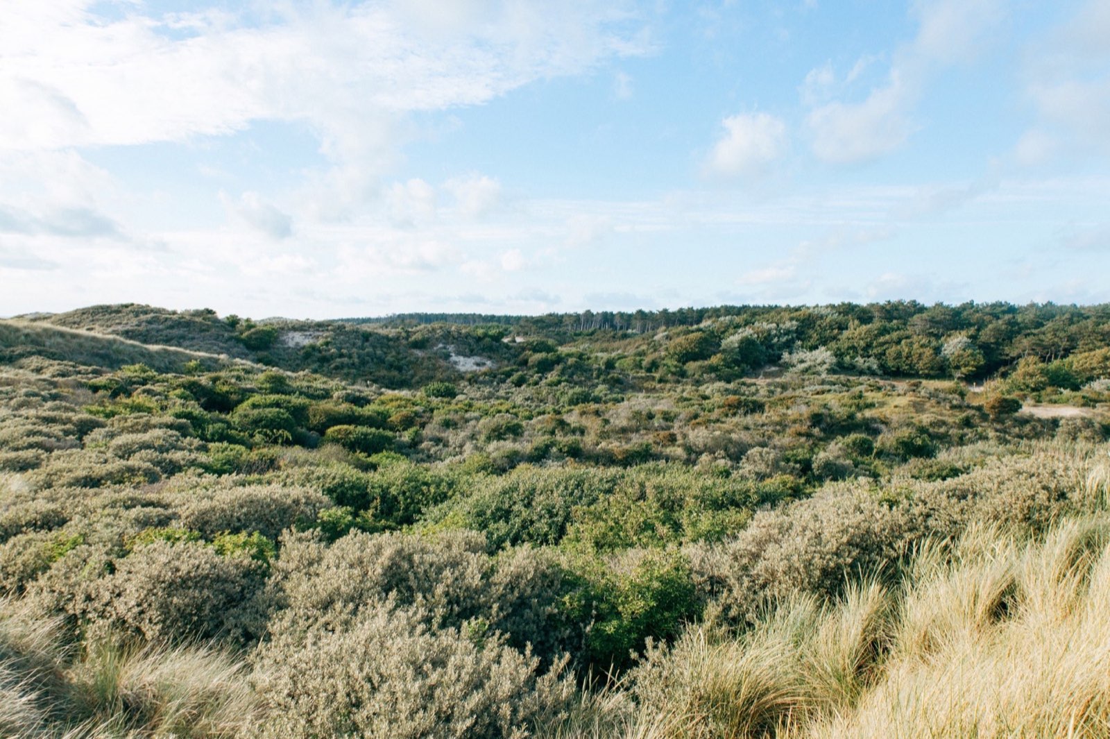 Niedrige Dünenvegetation und Sand im Burgh-Haamstede Bos