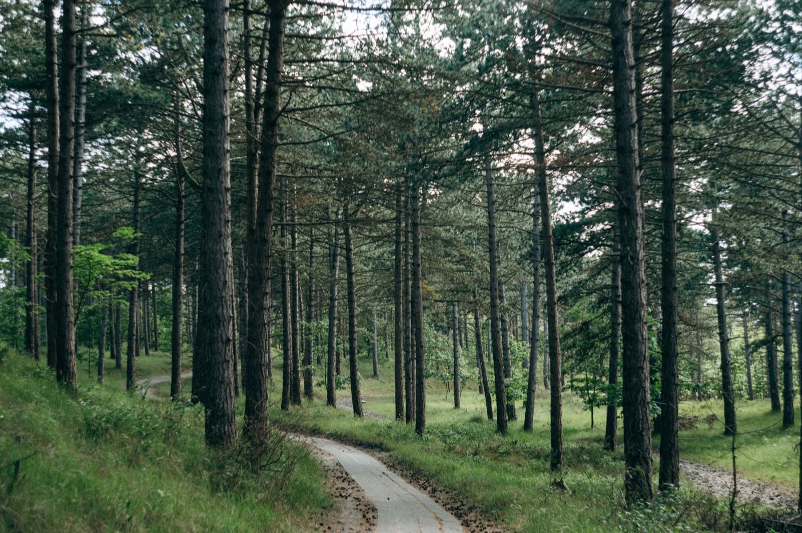 Kiefernwald im Burgh-Haamstede Bos