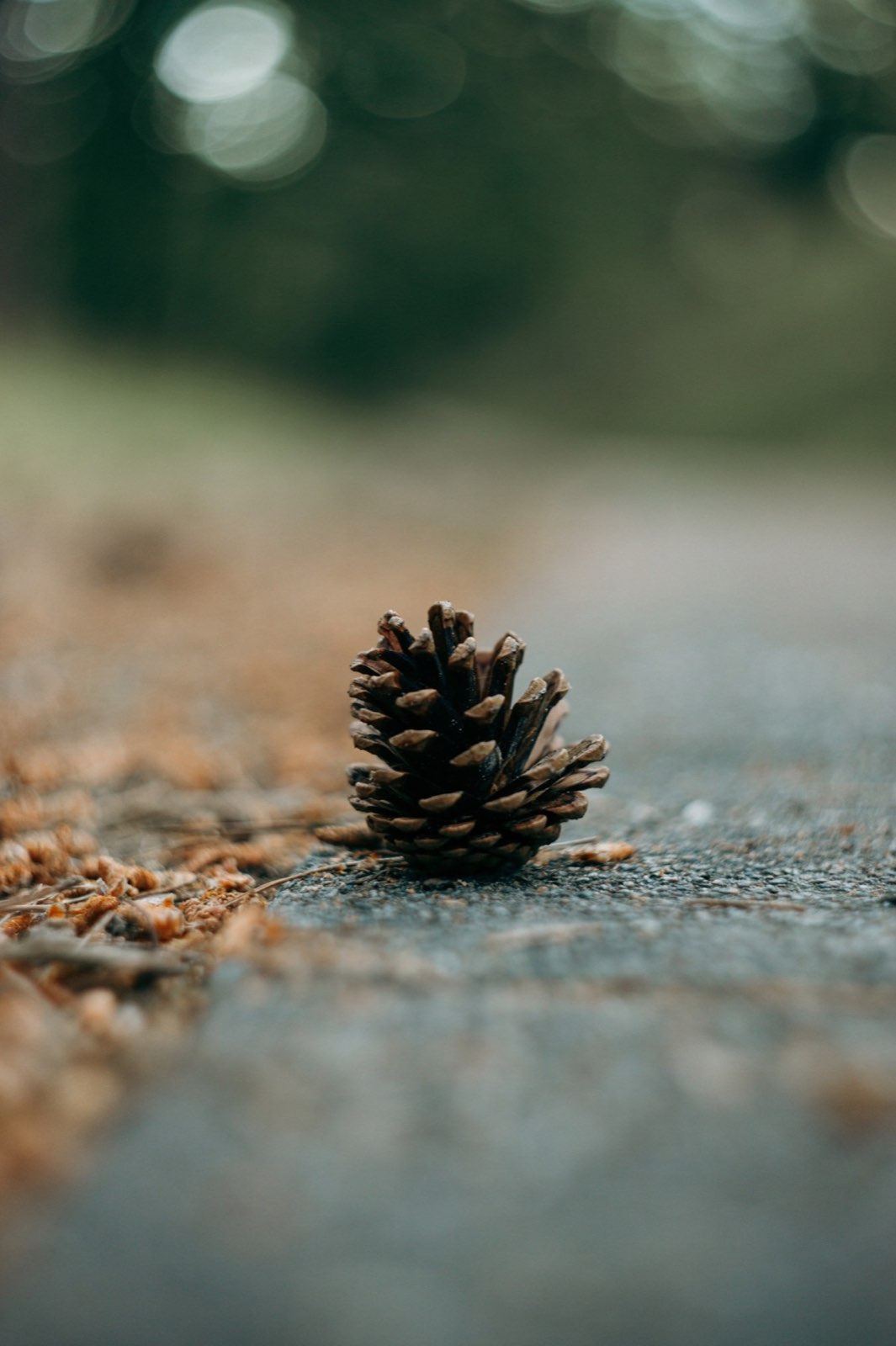 Kiefernzapfen als Naturdetail im Burgh-Haamstede Bos