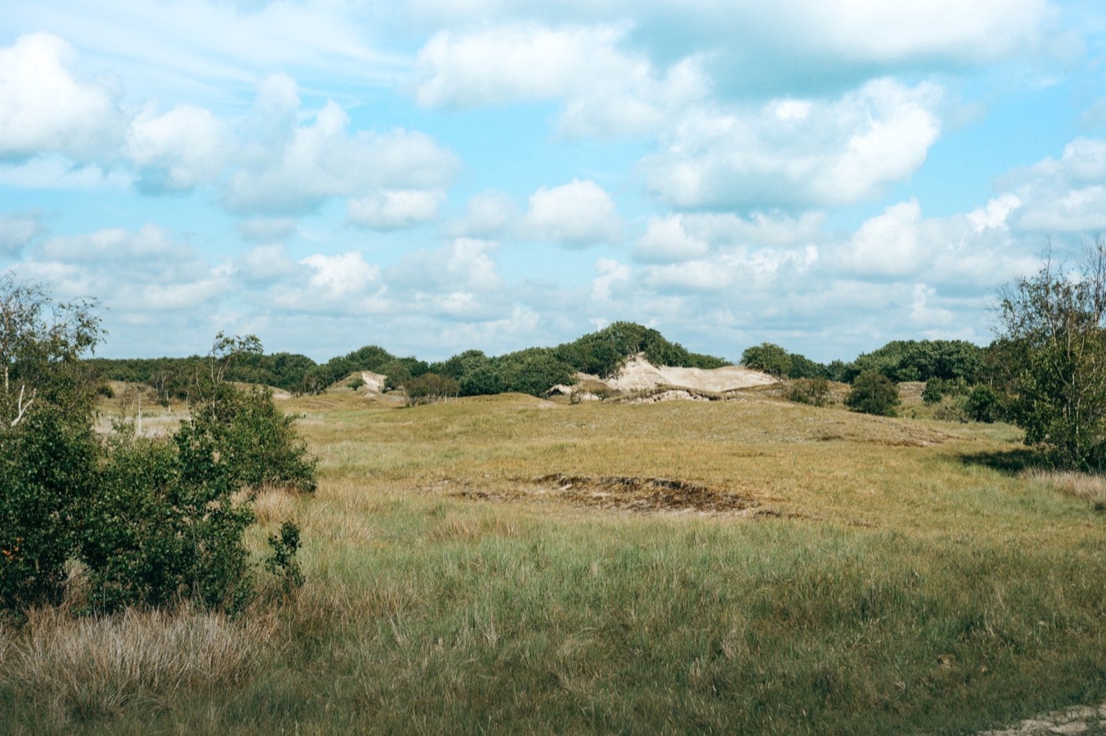 Offene Dünenlandschaft im Burgh-Haamstede Bos