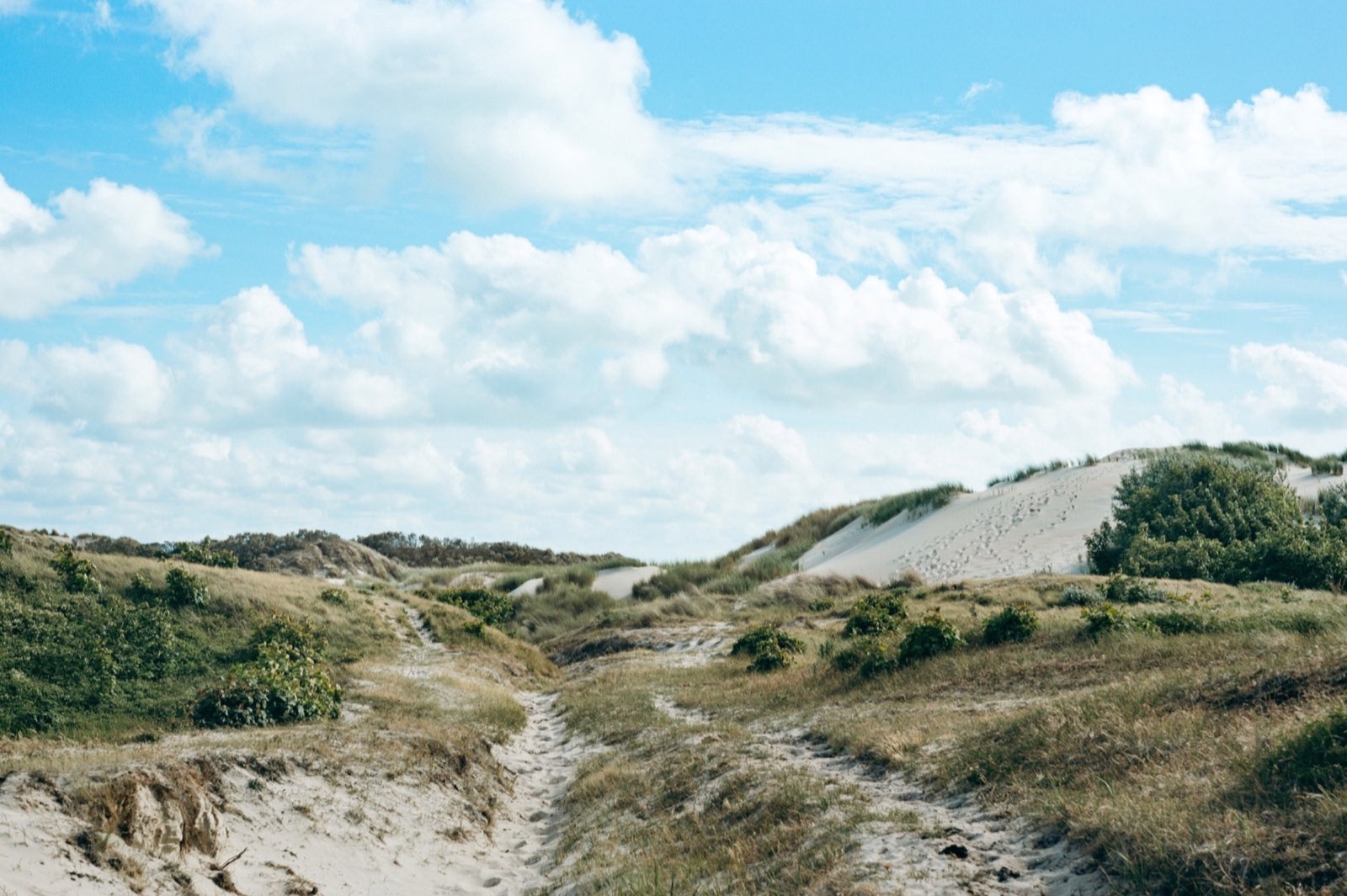 Helle Sanddünen im Burgh-Haamstede Bos