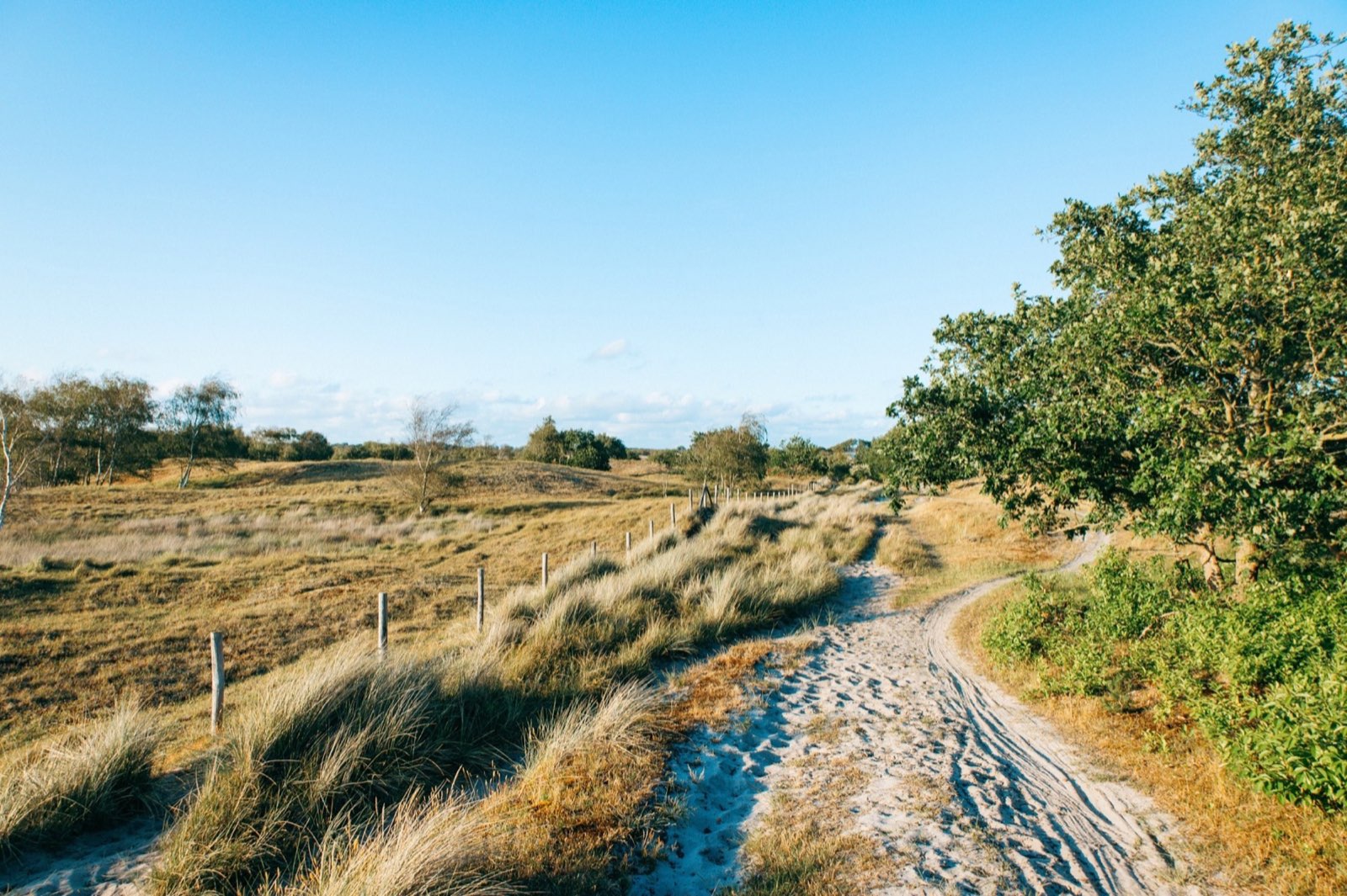 Sandiger Weg durch die Landschaft des Burgh-Haamstede Bos