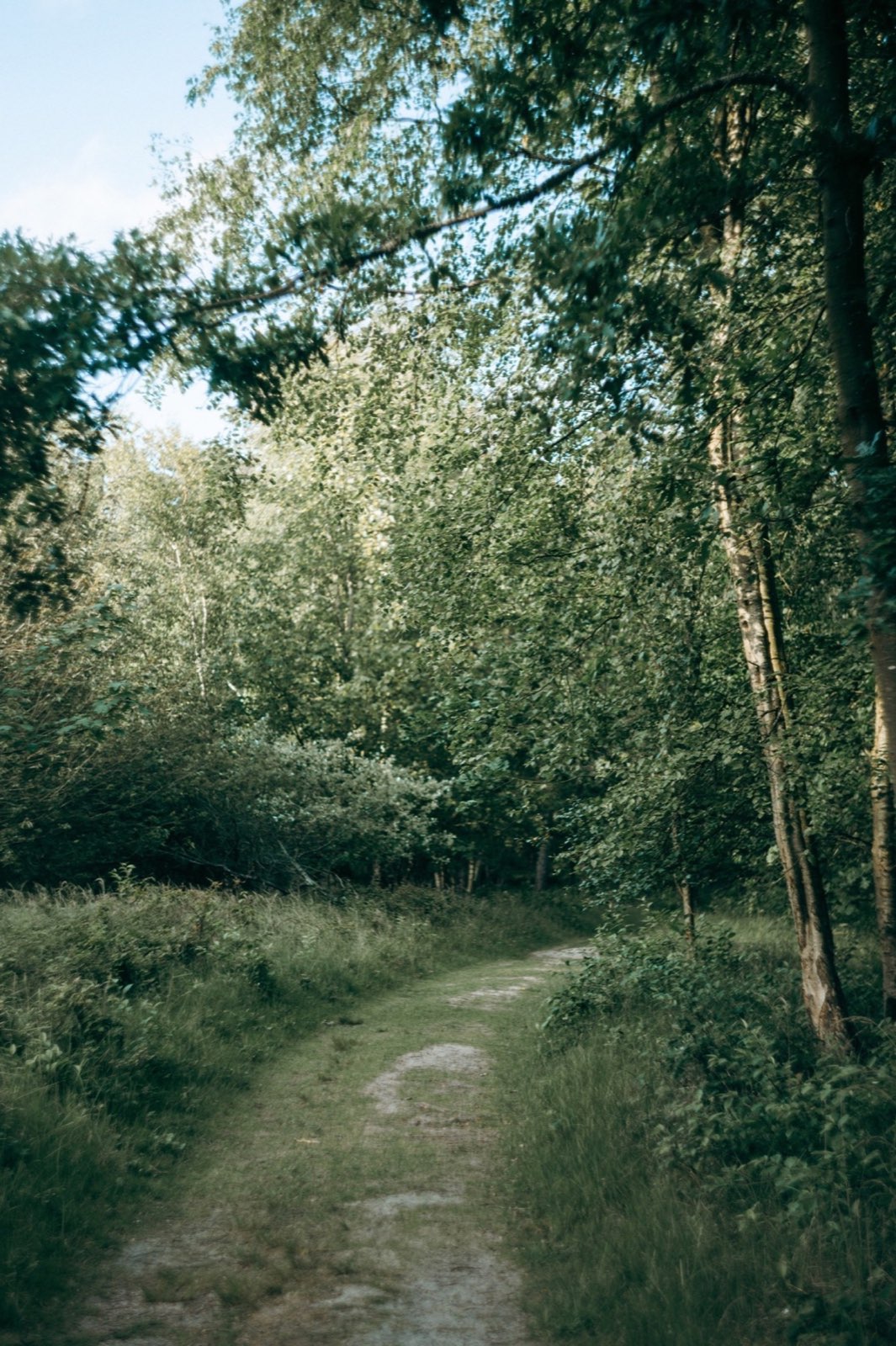 Schmaler Waldpfad zwischen Kiefern