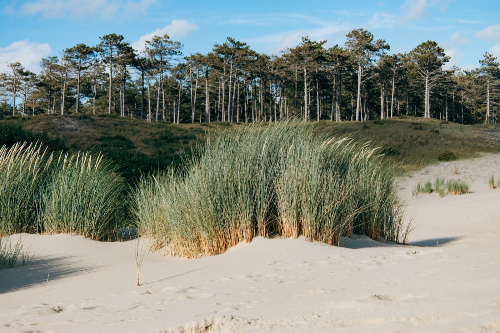 Strandhafer, Dünen und Kiefern im Burgh-Haamstede Bos