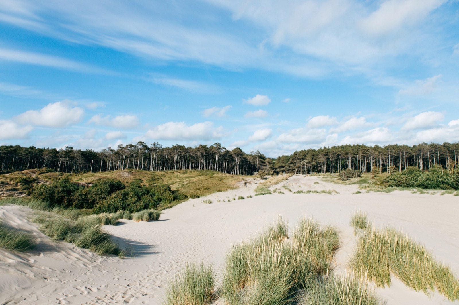 Weite Dünenlandschaft mit Kiefernwald im Burgh-Haamstede Bos