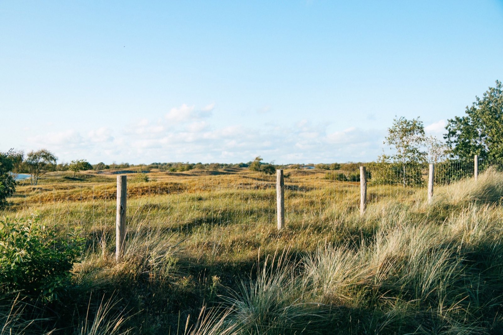 Zaun in der Dünenlandschaft bei Burgh-Haamstede