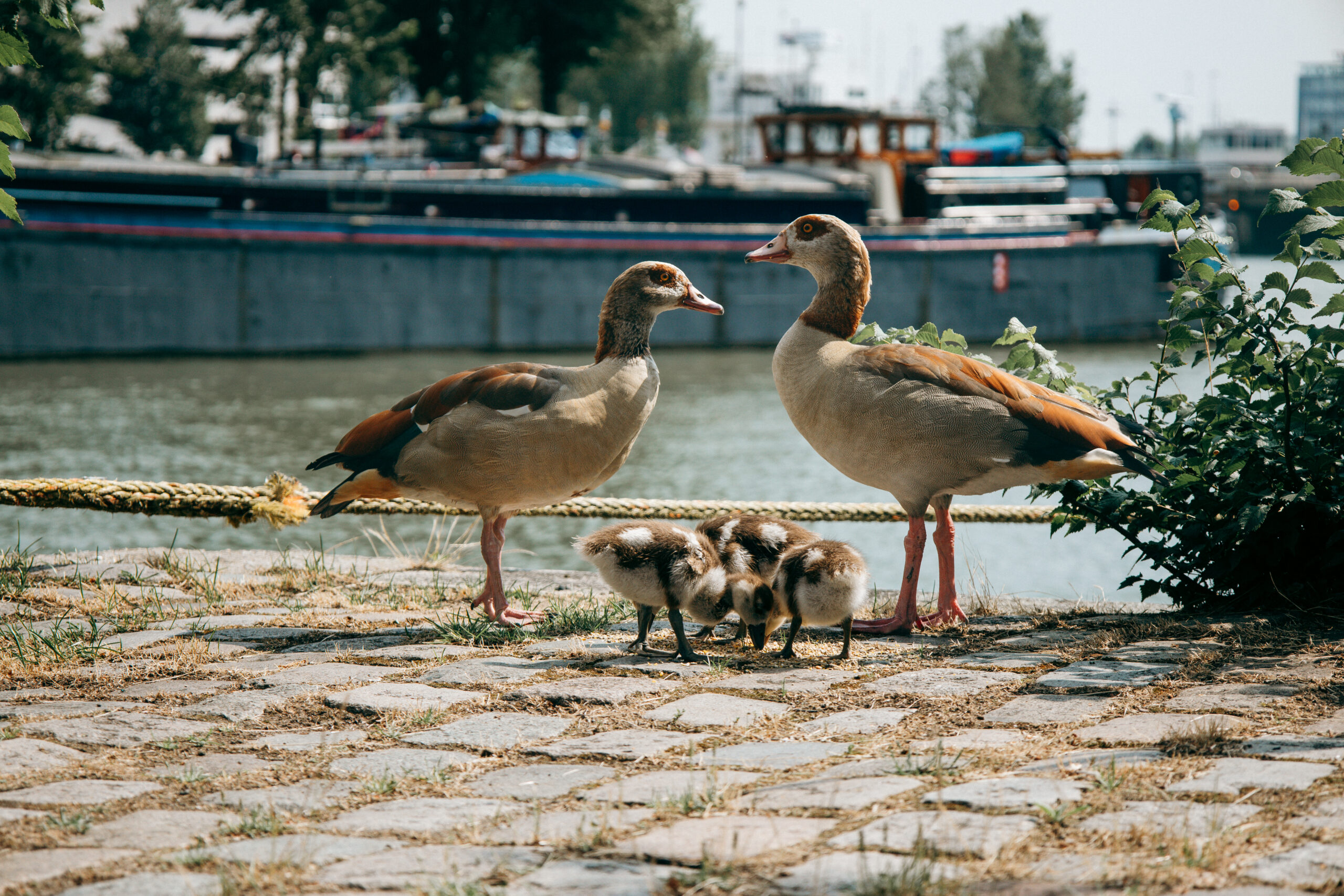 Nilgänse-Küken am alten Rederijhaven in Rotterdam