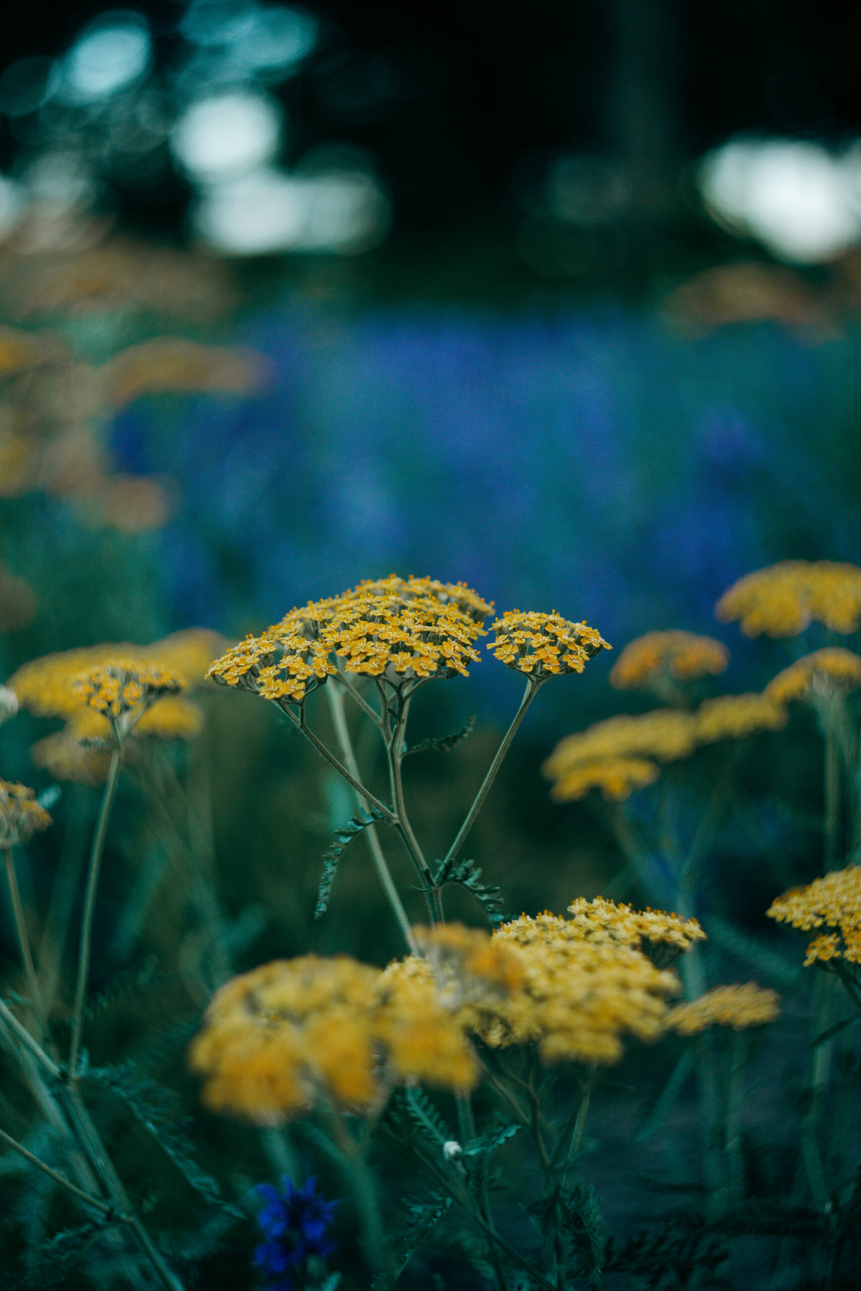 Gelbe Blüten im Hochformat im Park in Rotterdam fotografiert mit Helios 44