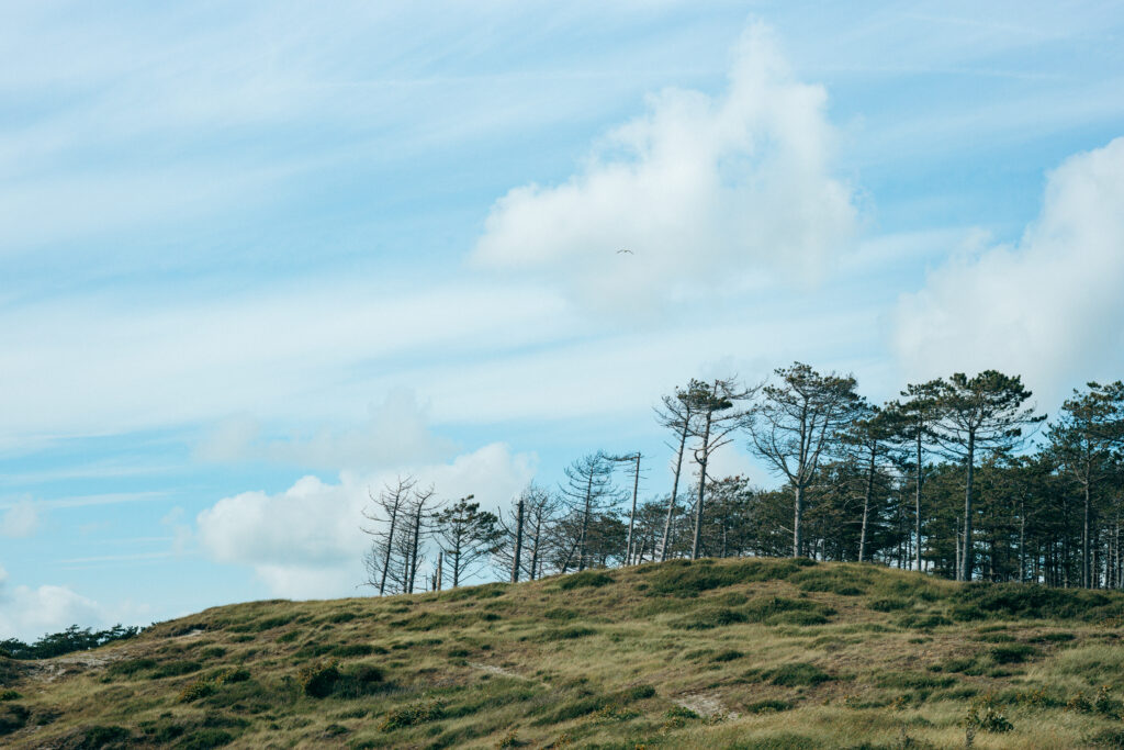 Offene Dünenlandschaft mit Kiefern und weitem Himmel im Burgh-Haamstede Bos in Zeeland