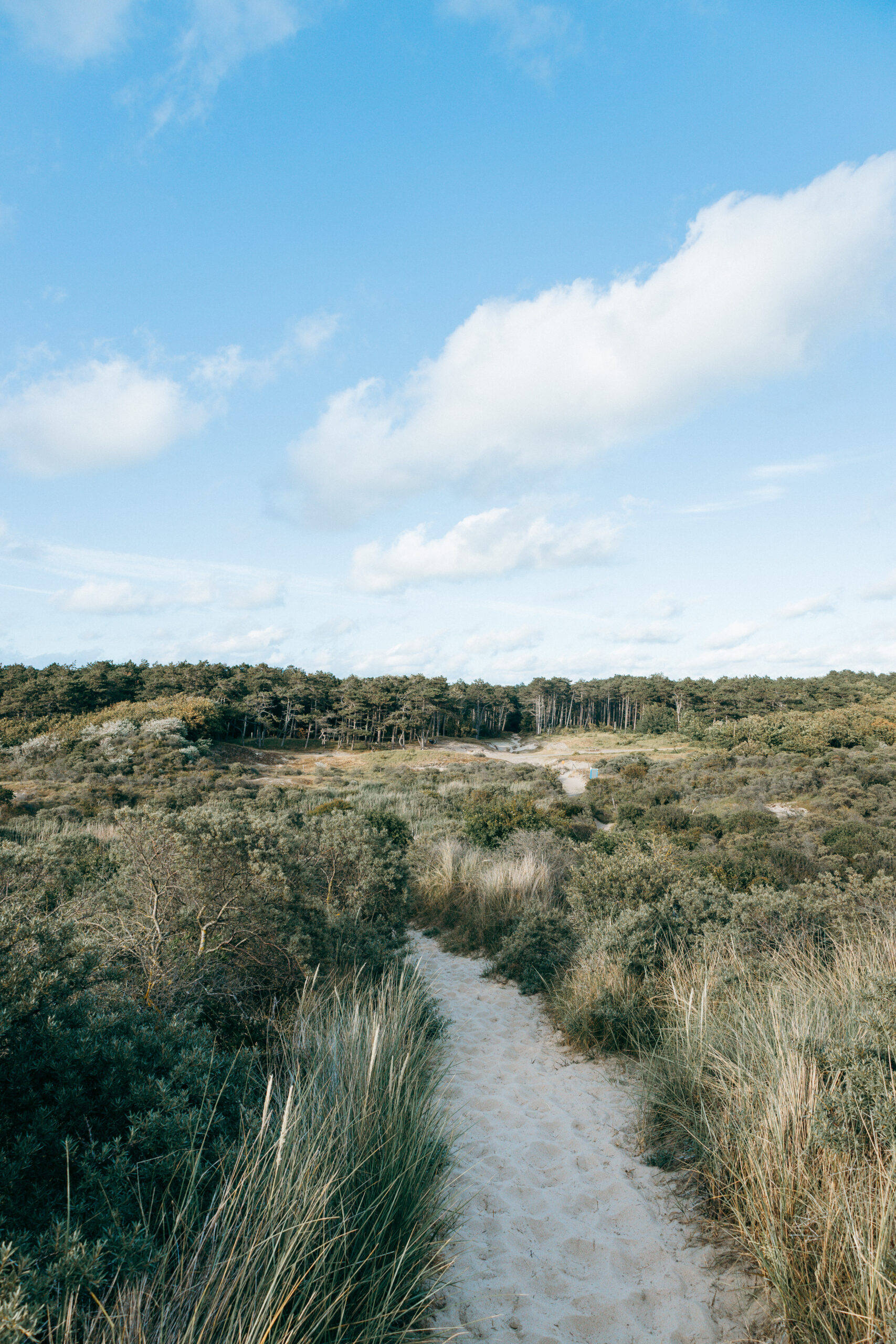Schmaler Dünenpfad durch den Burgh-Haamstede Bos