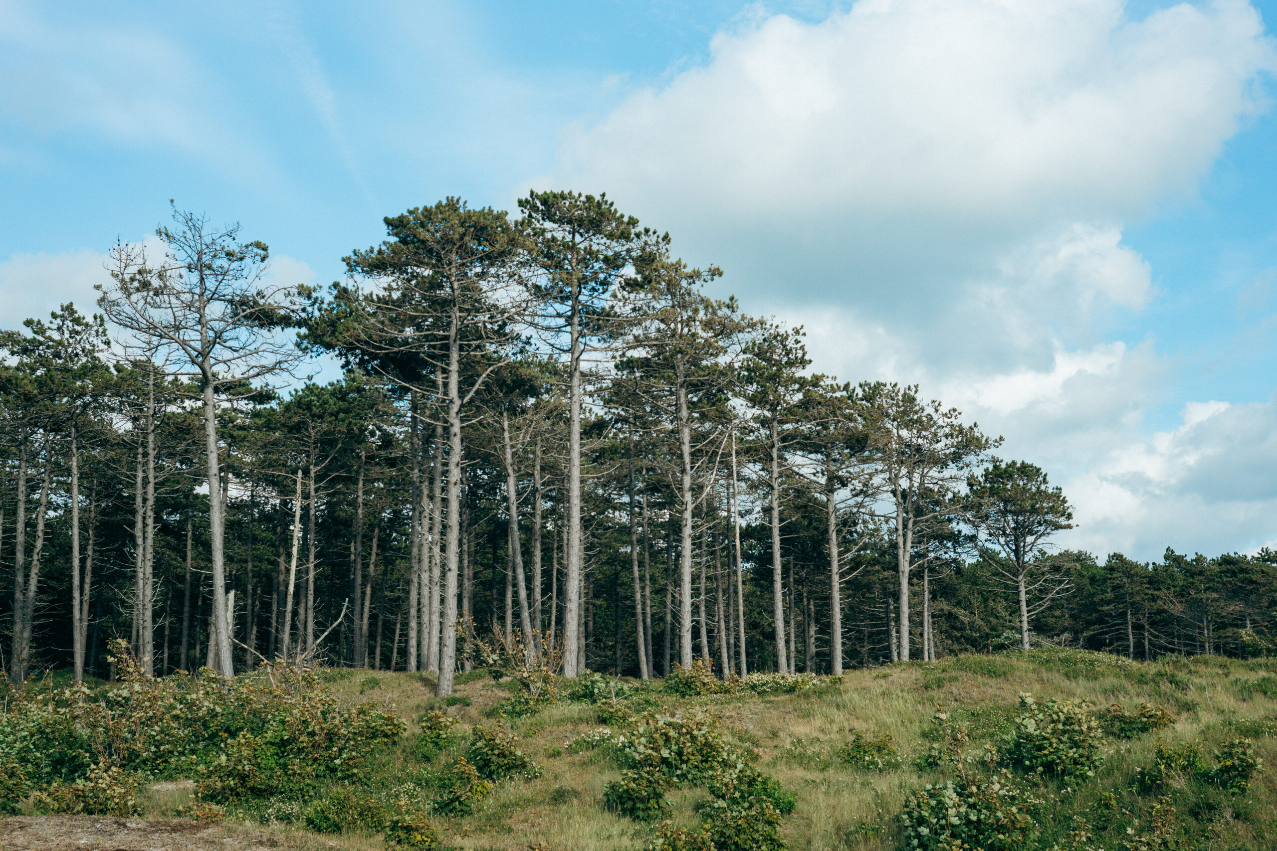 Kiefern am Rand der Dünen im Burgh-Haamstede Bos
