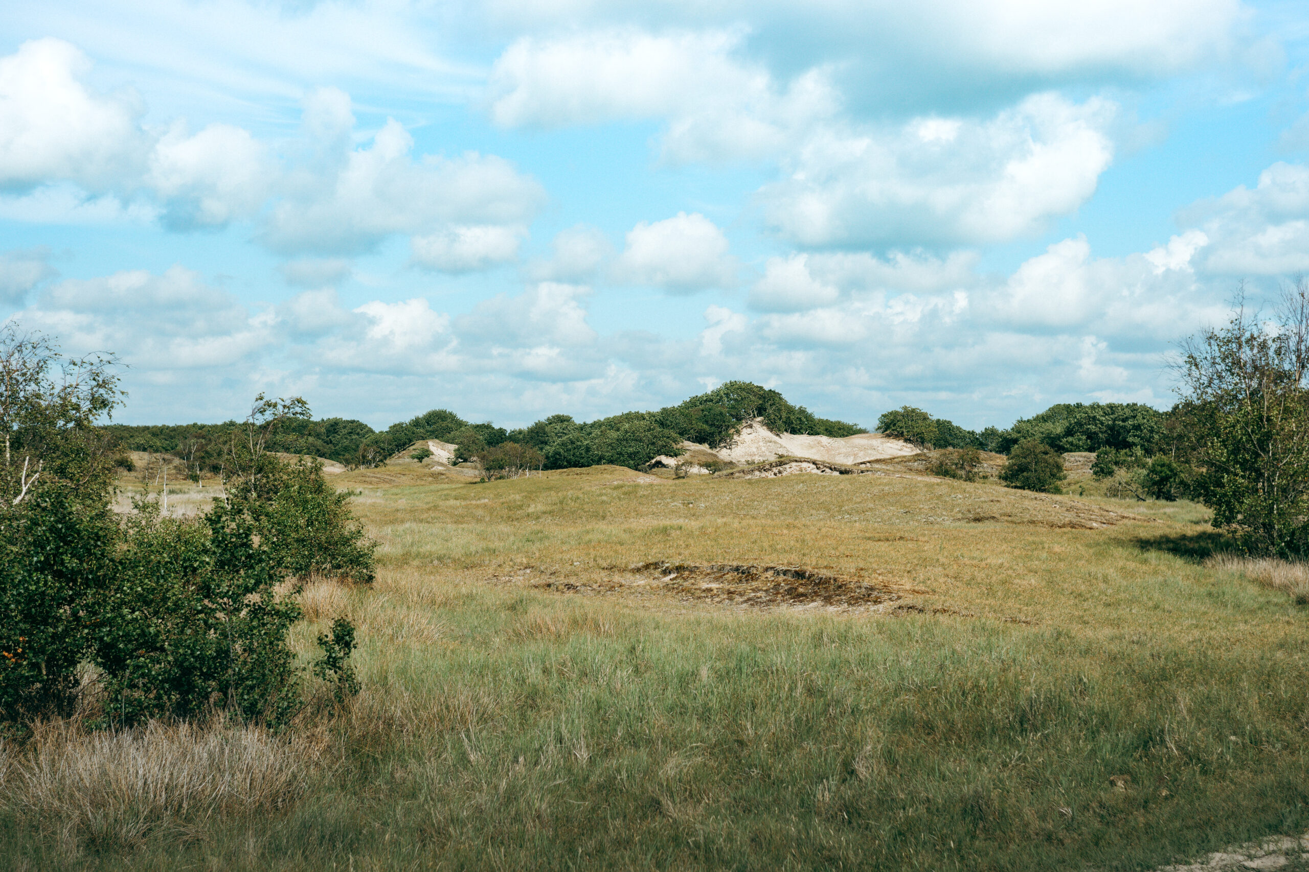 Offene Dünenlandschaft im Burgh-Haamstede Bos