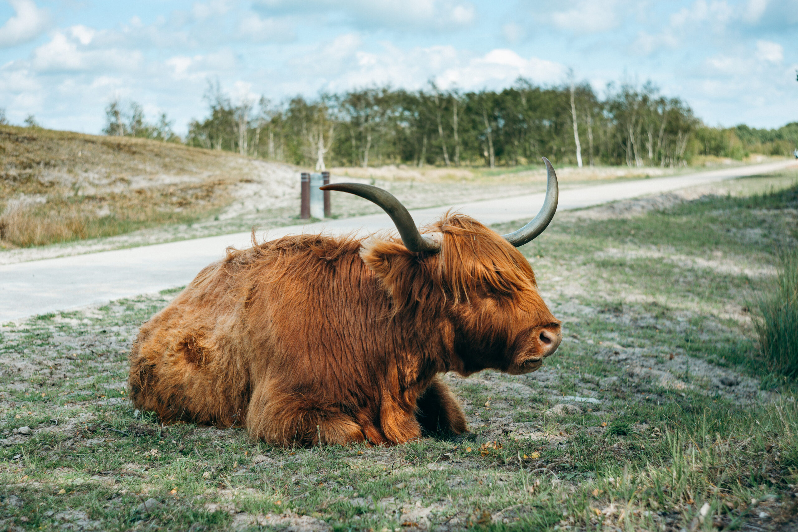 Schottisches Hochlandrind im Burgh-Haamstede Bos