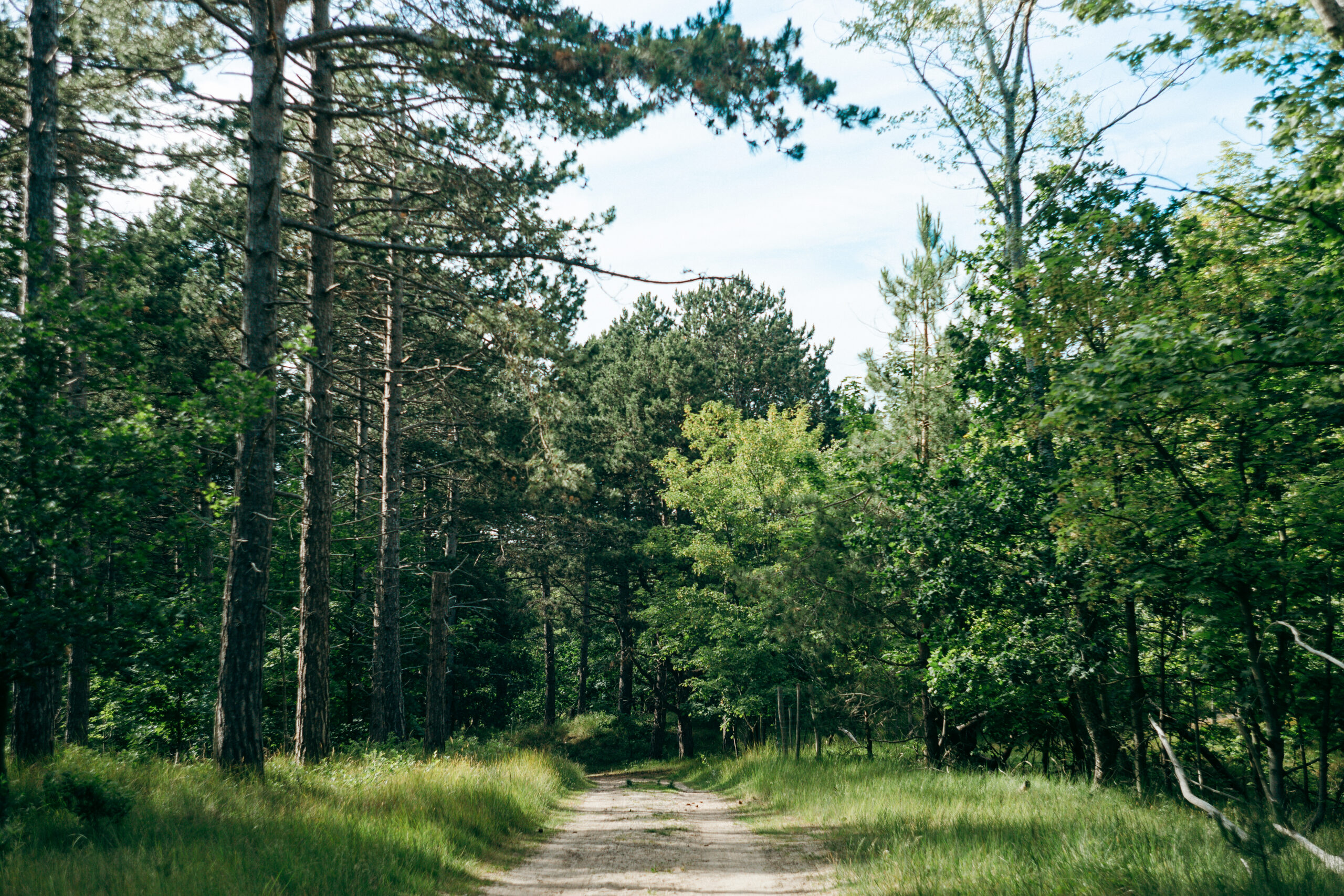 Breiter Waldweg im Burgh-Haamstede Bos