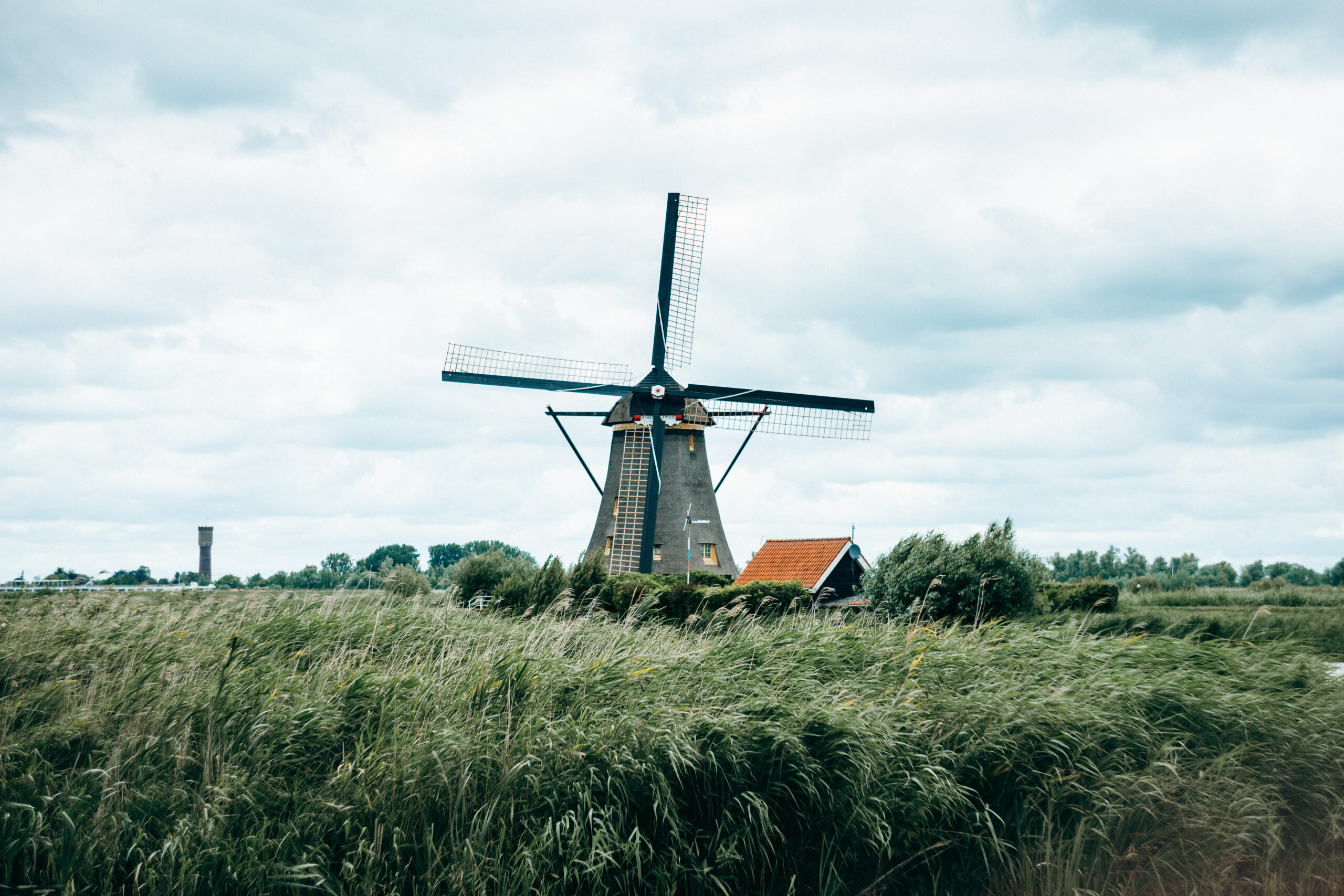 Windmühle von Kinderdijk hinter hohem Schilf