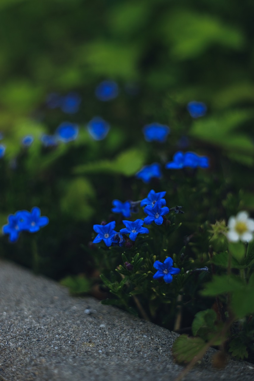 Kleine blaue Blüten am Rand eines gepflasterten Weges.