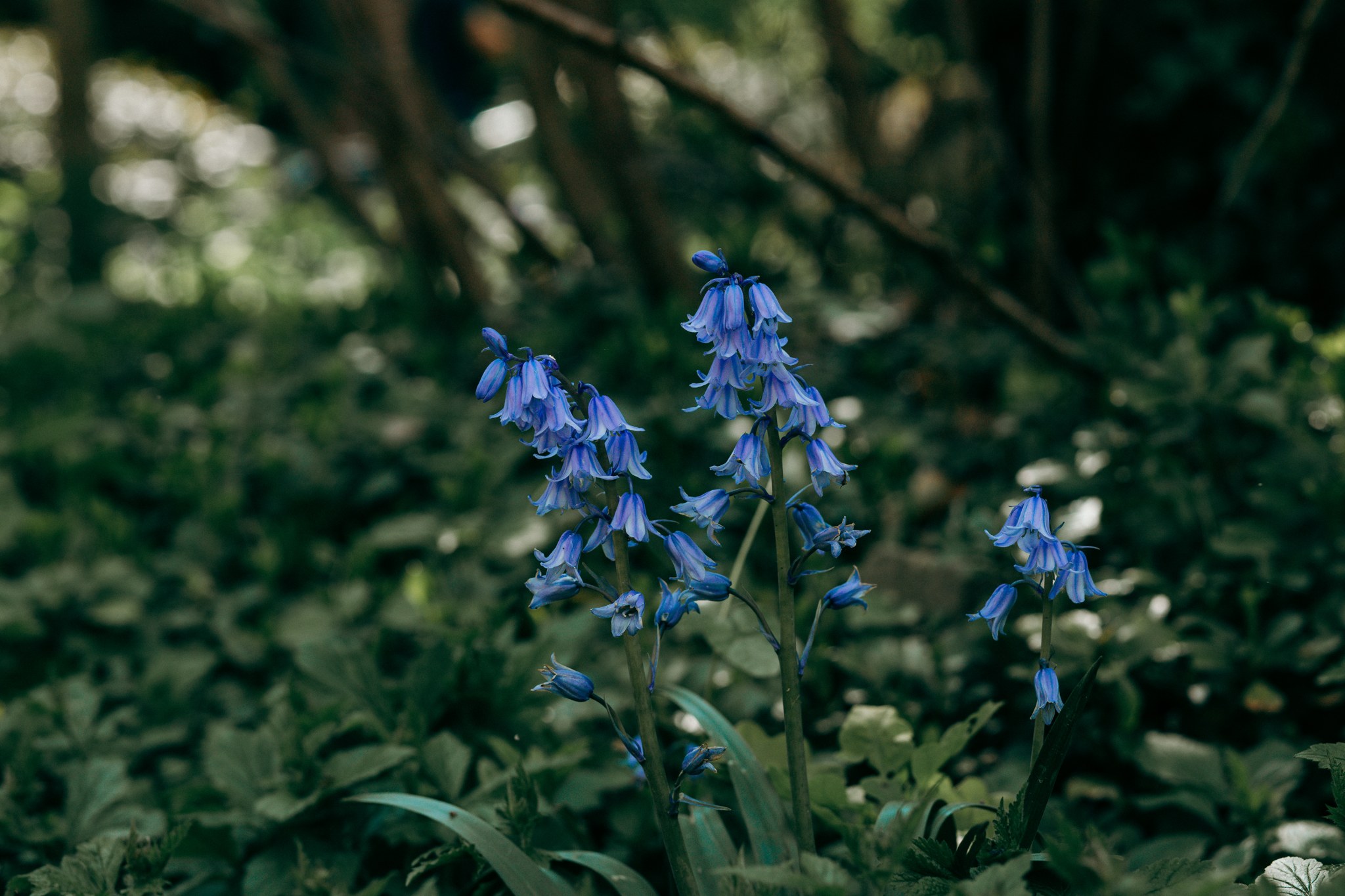 Blaue glockenförmige Blüten zwischen grünen Blättern vor Bäumen
