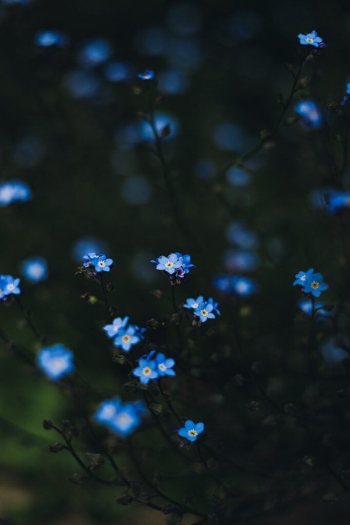 Kleine blaue Blüten mit gelber Mitte vor einem dunklen grünen Hintergrund
