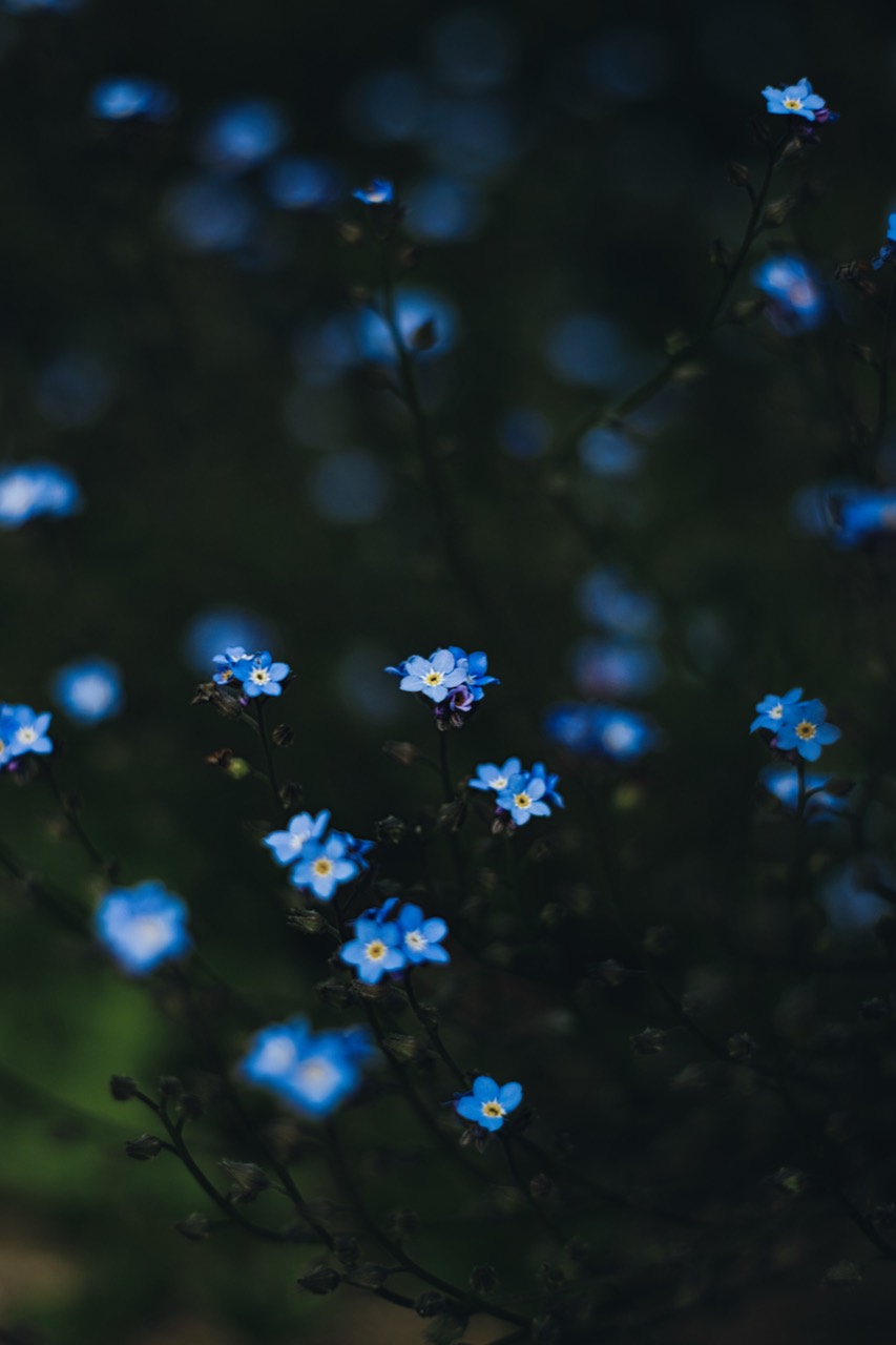 Blaue Blüten stehen in unterschiedlichen Schärfeebenen vor dunklem Grün.