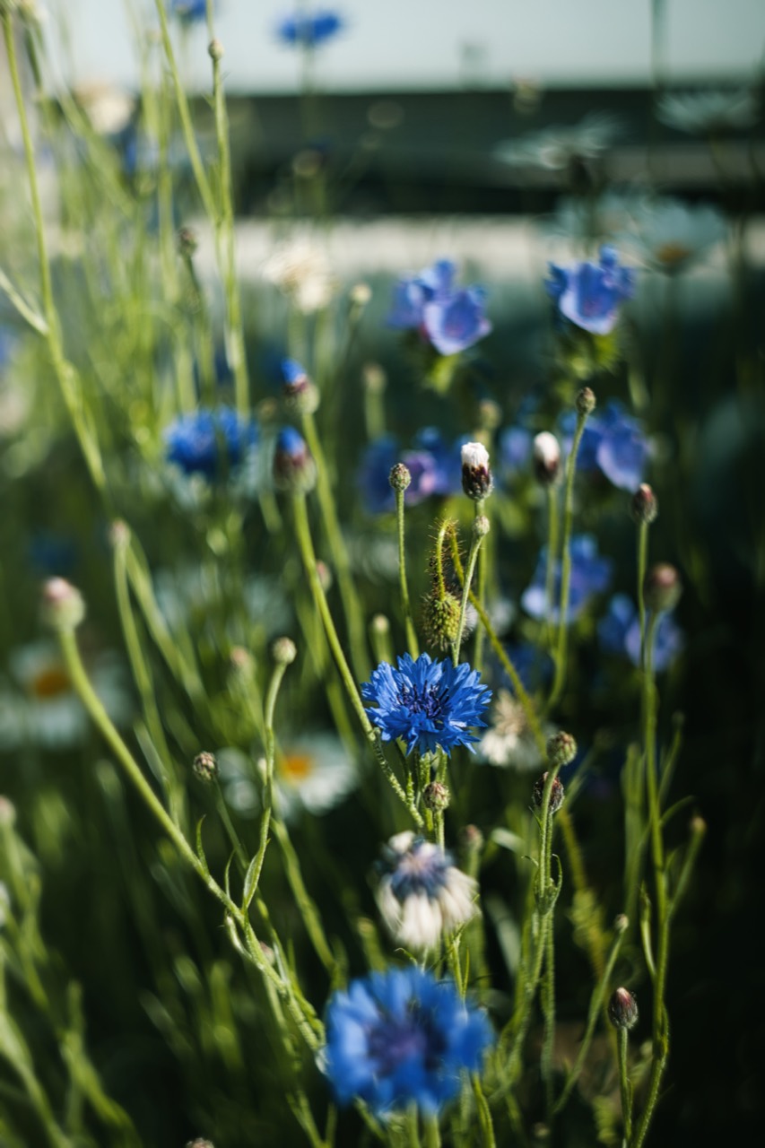 Blaue Kornblumen zwischen hohen grünen Gräsern.