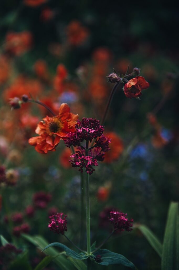 Rote und violette Blüten vor einem weich verschwimmenden grünen Hintergrund