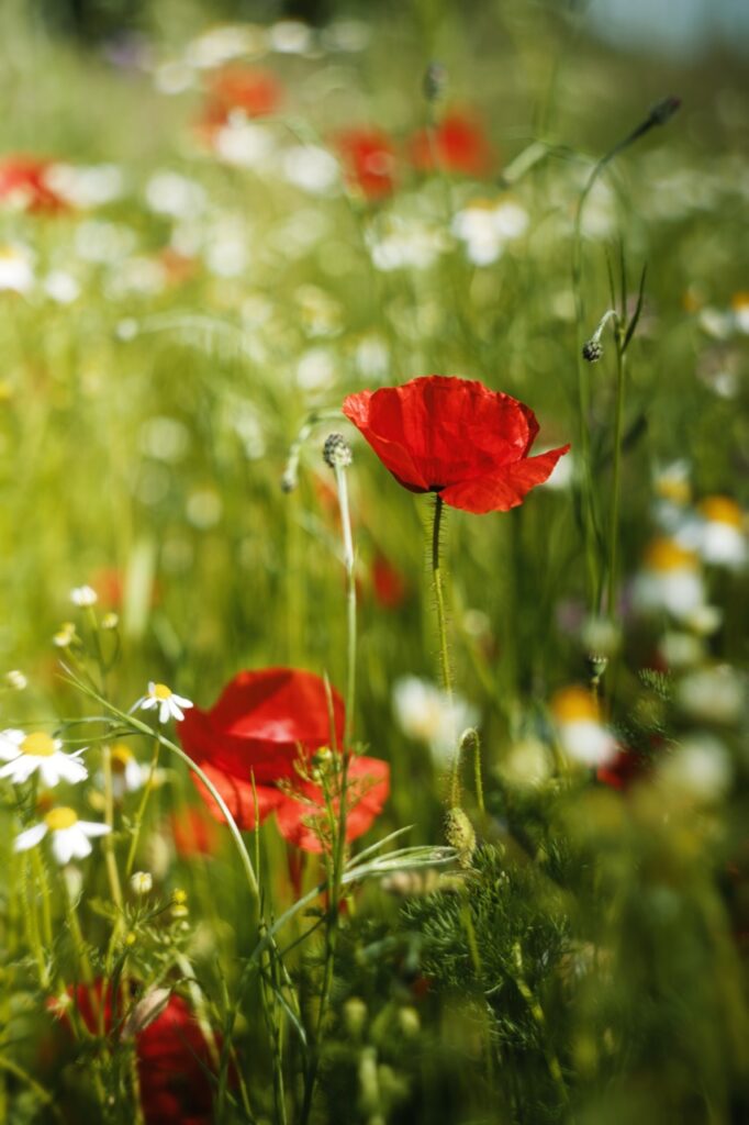 Rote Mohnblüte zwischen weißen Blüten und grünen Gräsern mit Lichtkreisen im Hintergrund