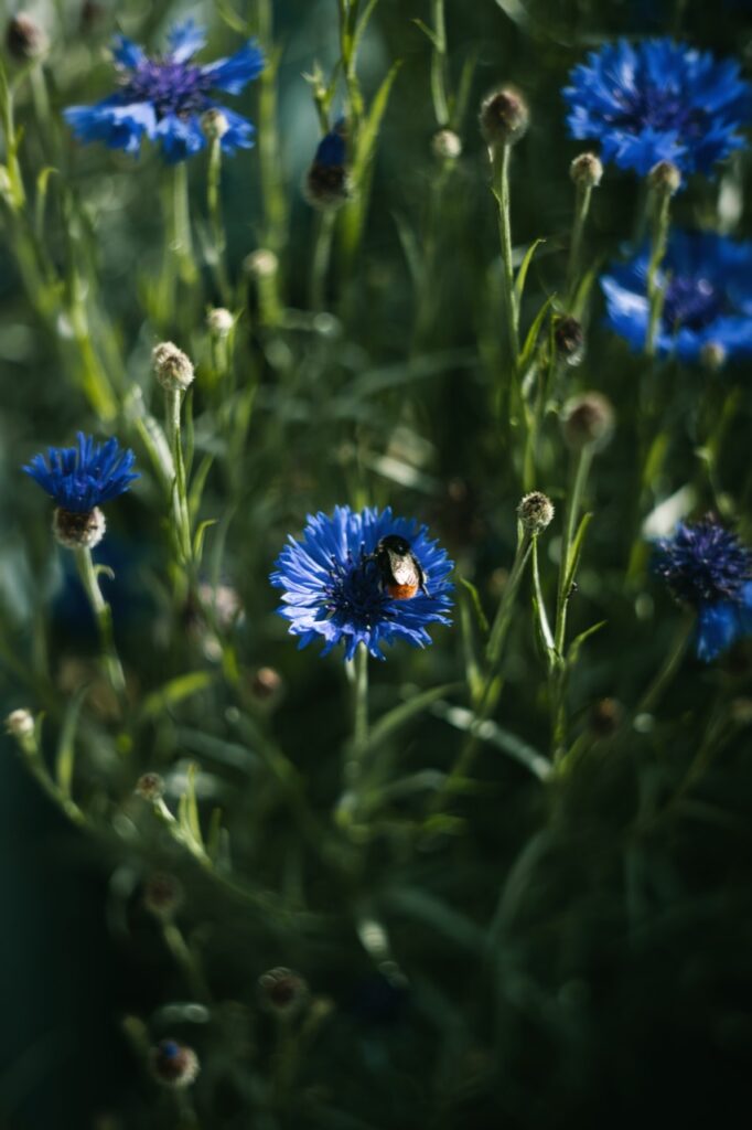 Hummel auf einer blauen Kornblume zwischen grünen Stängeln