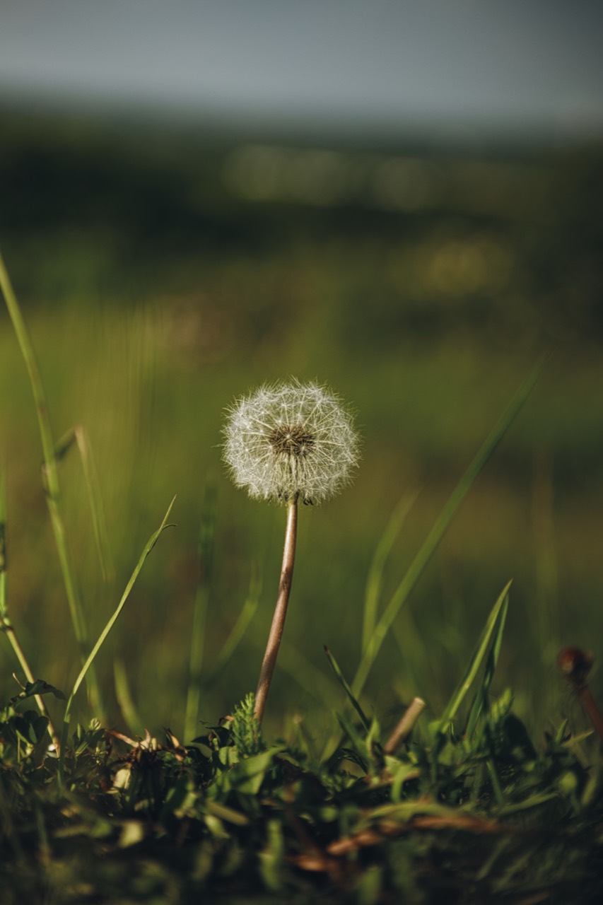 Eine einzelne Pusteblume vor einer weich gezeichneten Landschaft im warmen Licht.