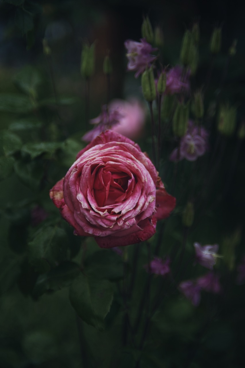 Eine rosafarbene Rose zwischen dunklem Grün und kleinen violetten Blüten.