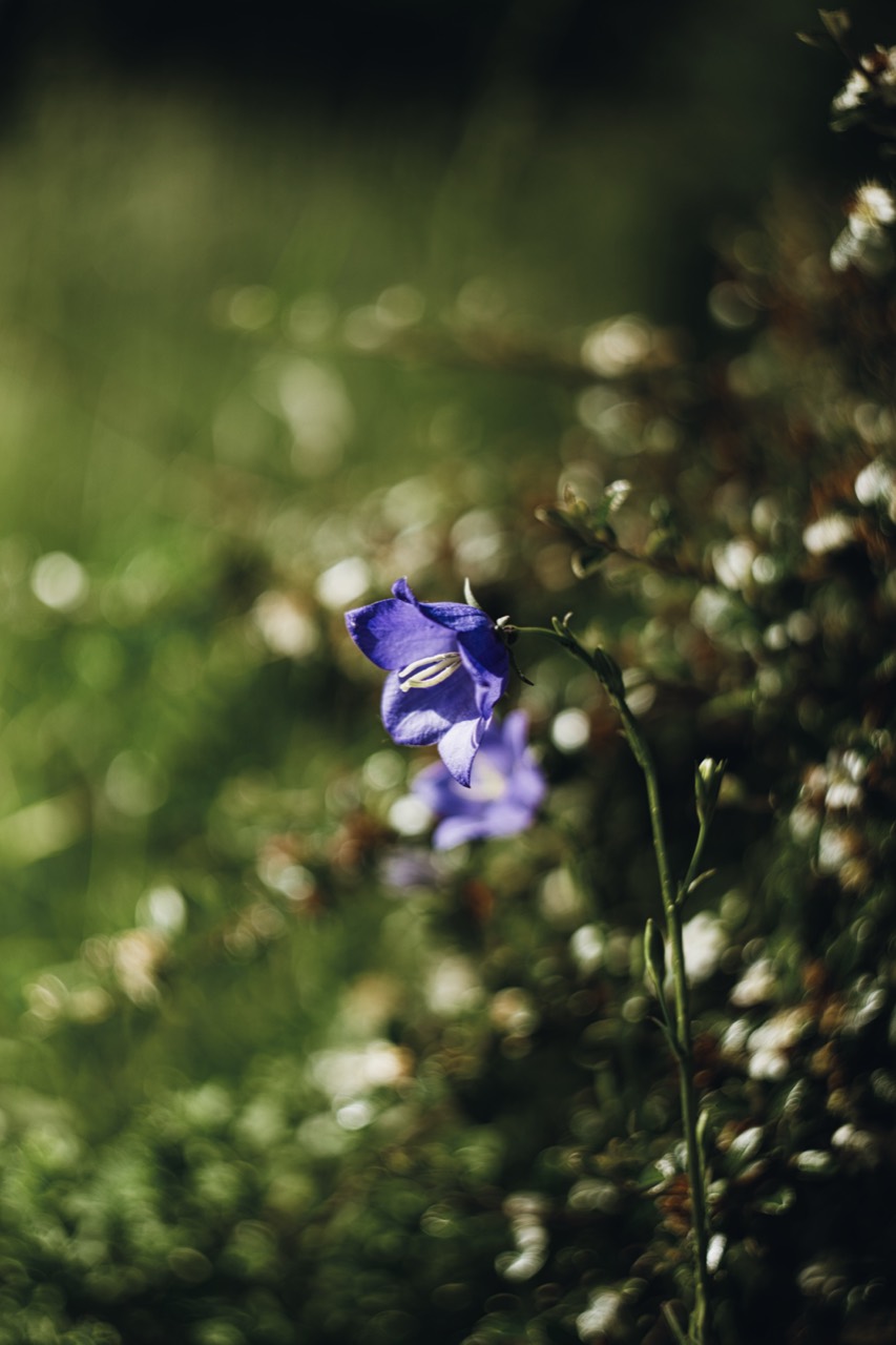 Eine violette Blüte zwischen hellen Lichtkreisen im grünen Hintergrund.