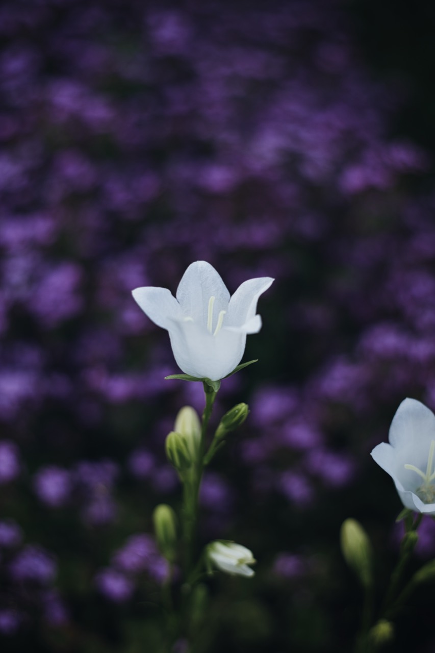 Eine weiße Blüte vor einem weichen Feld violetter Blüten.