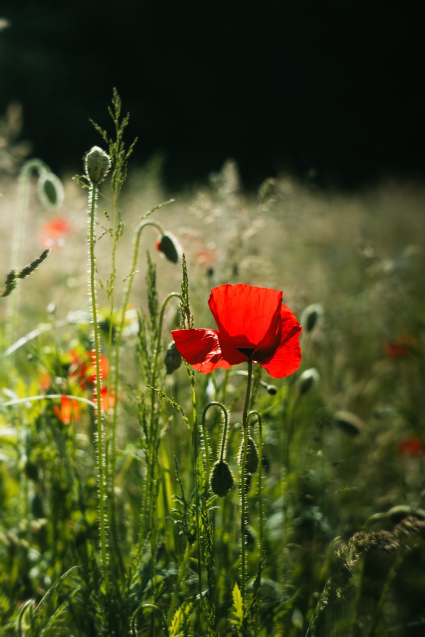 Eine rote Mohnblüte leuchtet im Gegenlicht zwischen hellen Gräsern vor dunklem Grün.