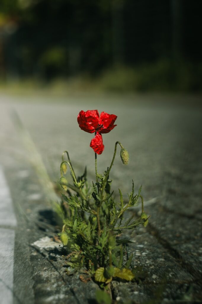 Kleine rote Mohnblüte mit Knospen in einer Fuge zwischen Pflastersteinen
