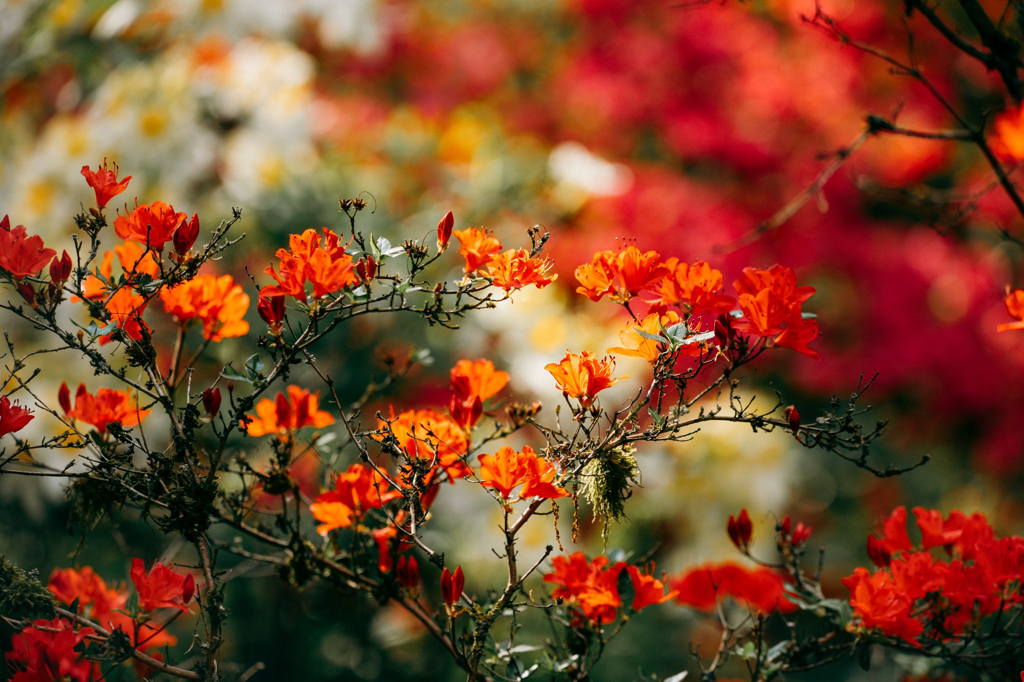 Orangefarbene Blüten vor roten und weißen Blüten im weichen Hintergrund