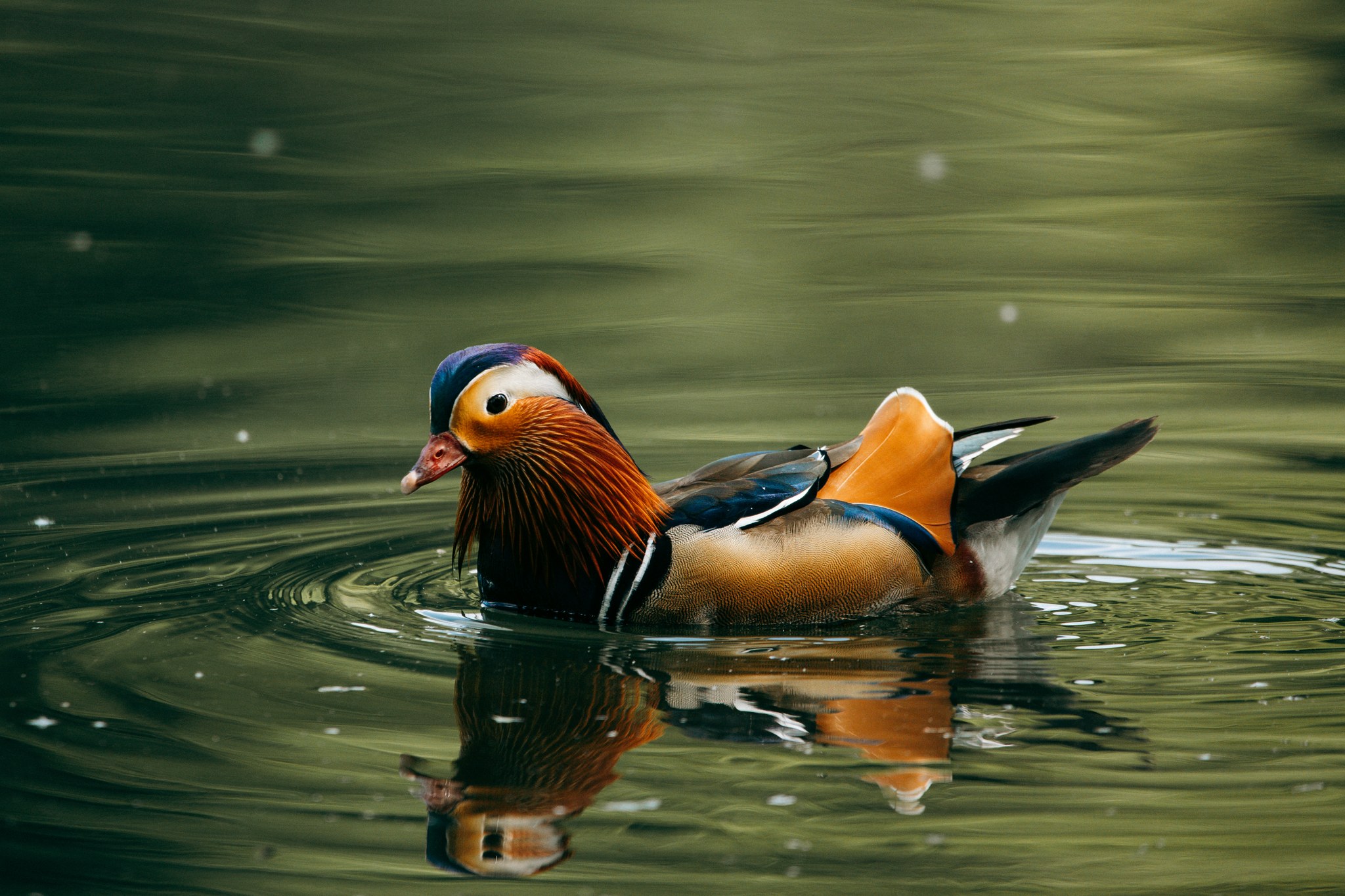 Mandarinente auf dem Wasser zwischen sanften Wellen