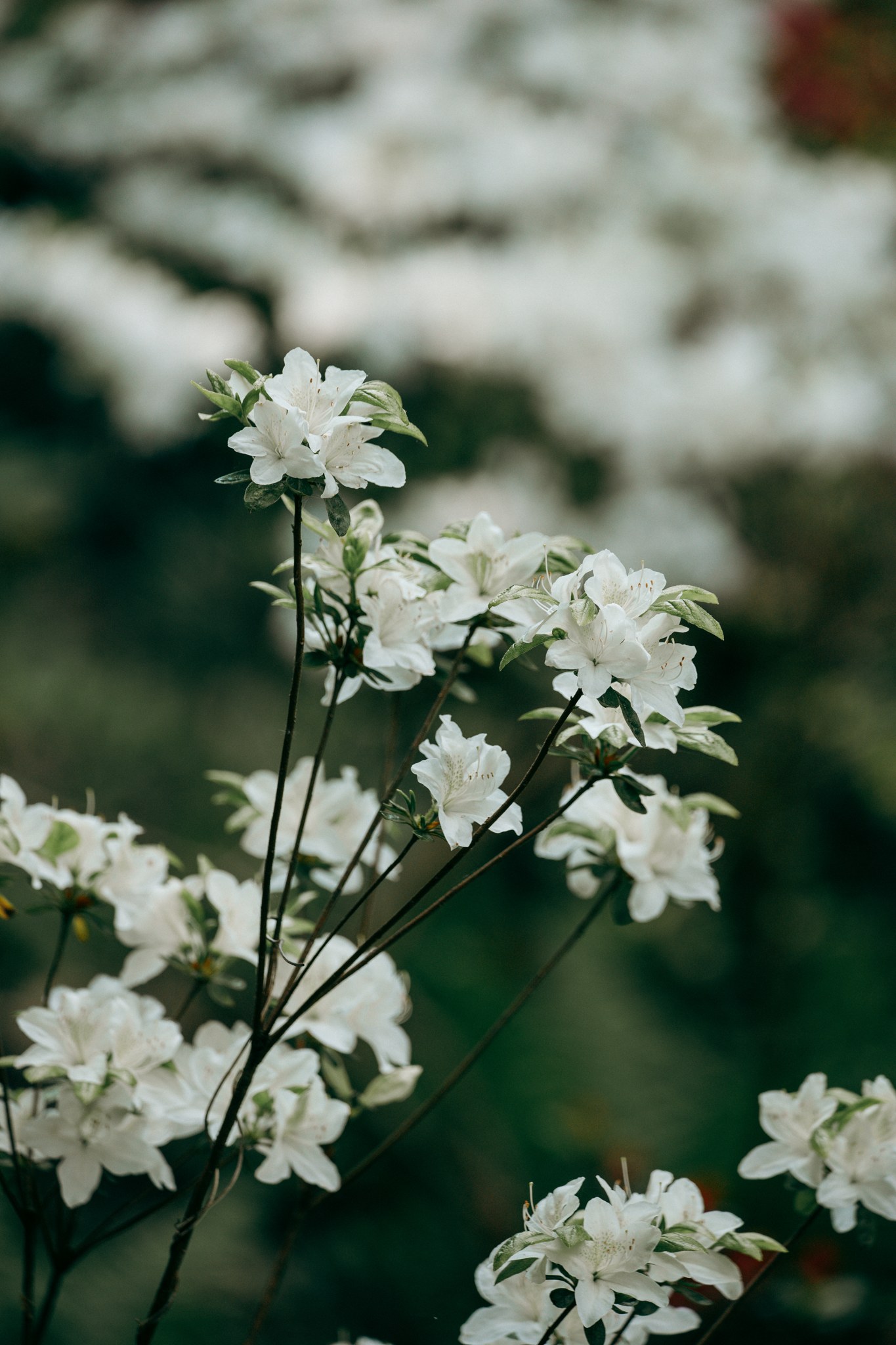 Weiße Blüten an zarten Zweigen vor dunklem Grün