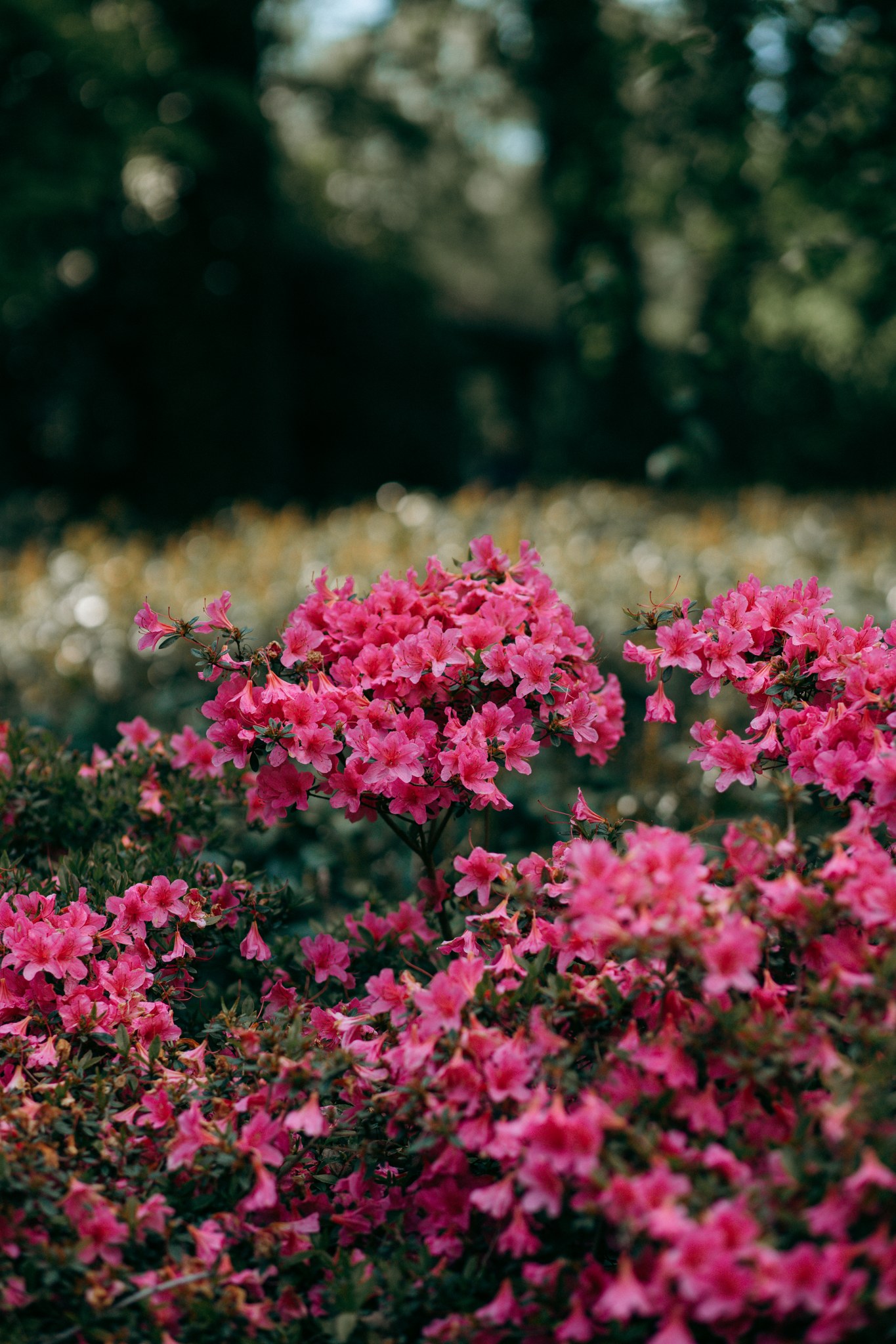 Dicht mit pinken Blüten bedeckter Strauch im Rombergpark