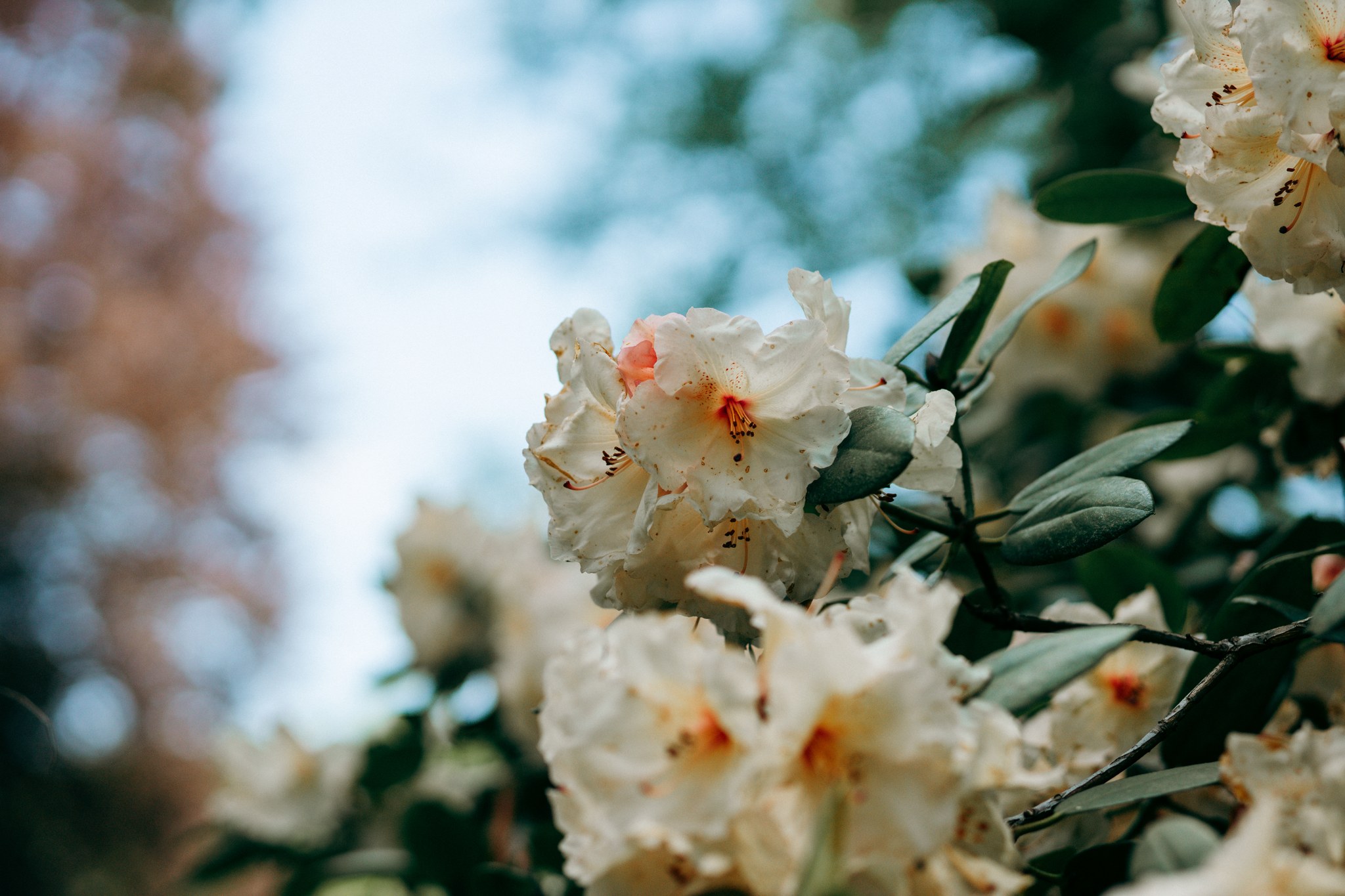 Cremefarbene Rhododendronblüten vor blauem Himmel