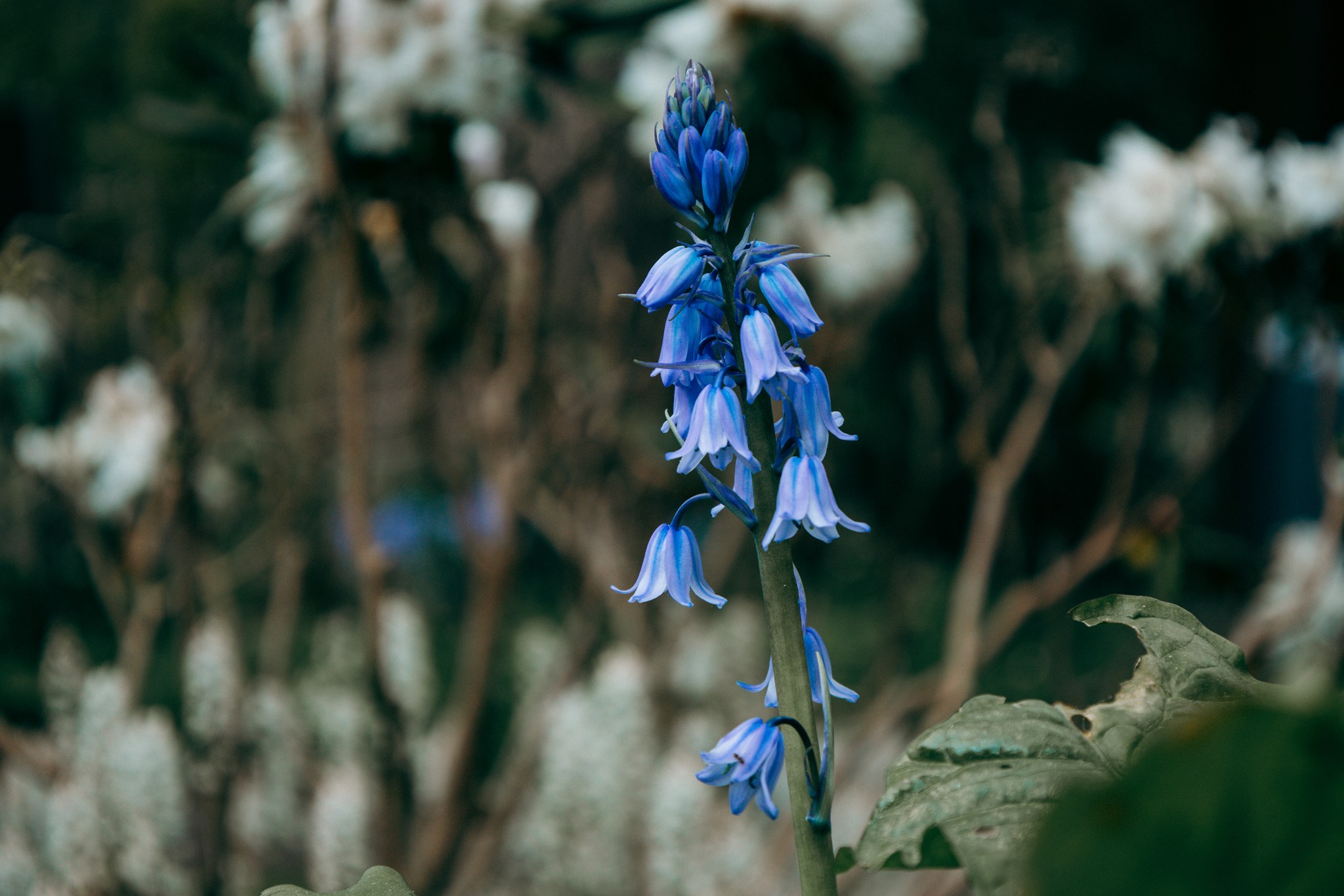 Blaue hängende Blüten an einem schlanken Stängel