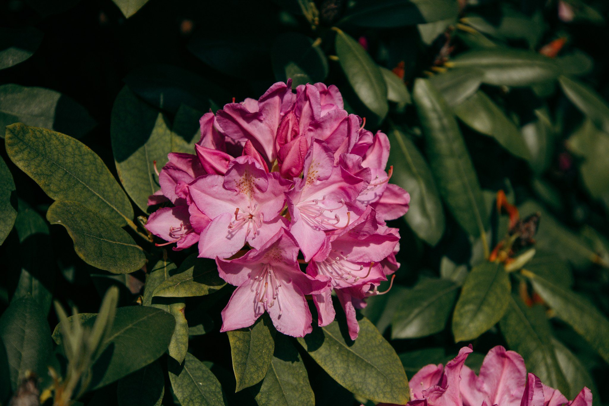 Rosa Rhododendronblüte aus der Nähe zwischen grünen Blättern